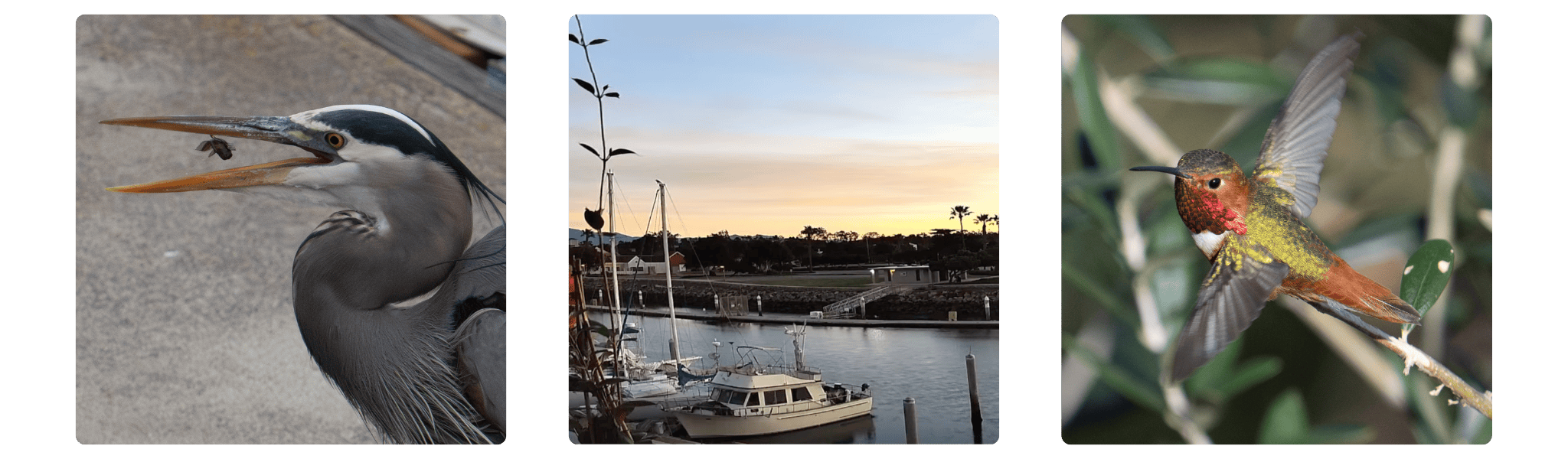 A trio of images. From left to right: a great blue heron mid-catch, Channel Islands Harbor at sunset, a male Allen's hummingbird in flight.