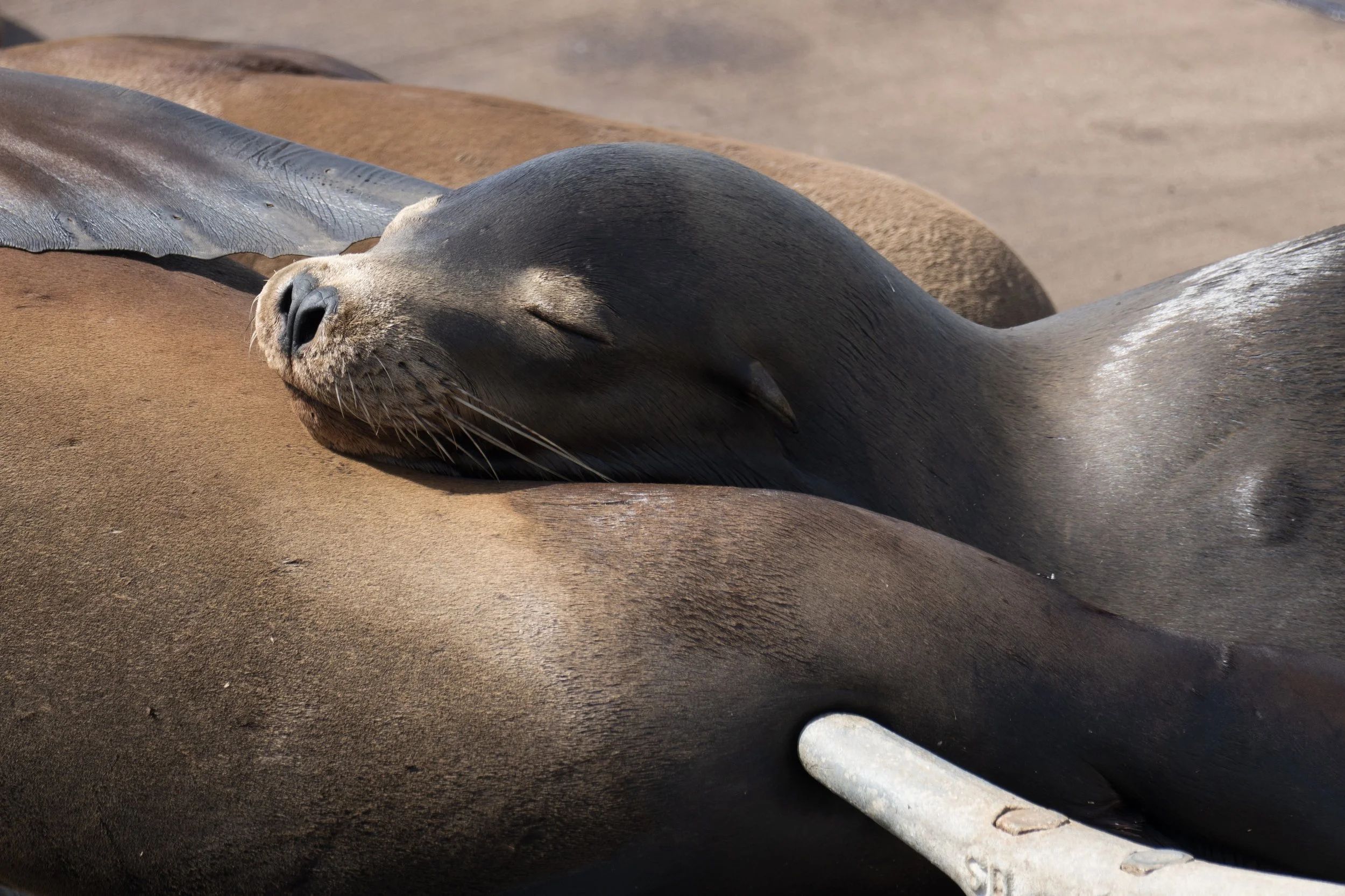 Close-up of a sleeping sea lion resting on a brown surface with another sea lion in the background.