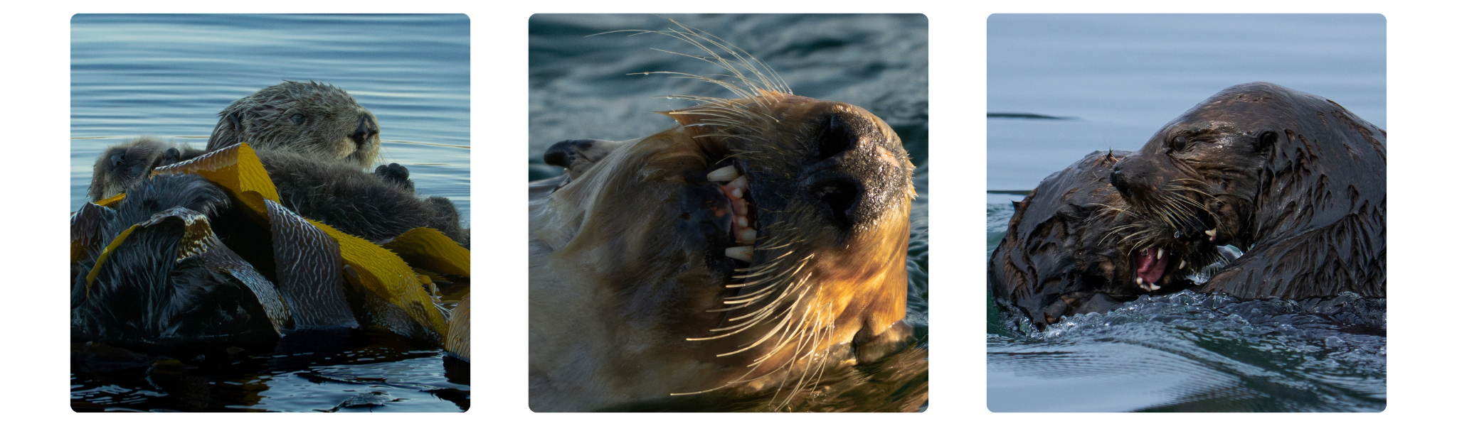 A southern sea otter mother and pup floating together in kelp, a backlit close-up of a sea otter tearing into its prey, and two sea otters grappling at the water's surface.