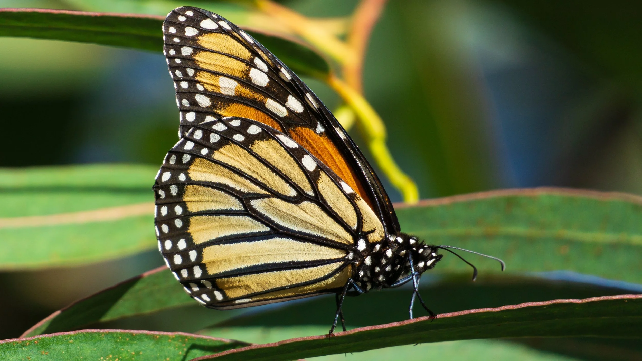 Monarch Magic at Pismo Grove