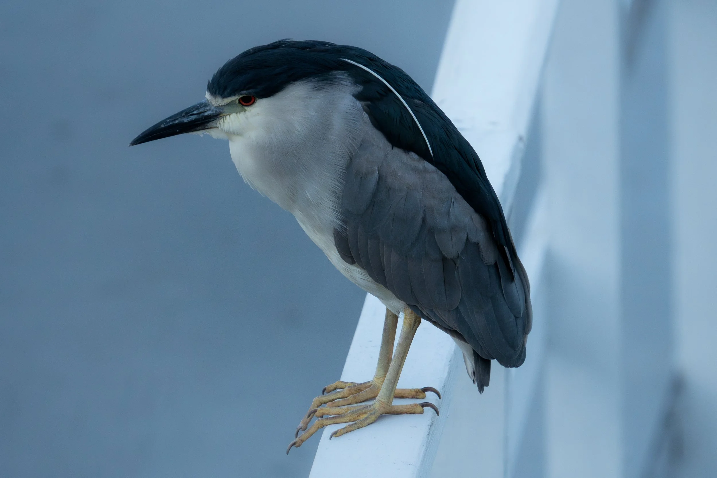 Channel Islands Harbor: New Beginnings, Harbor Wildlife