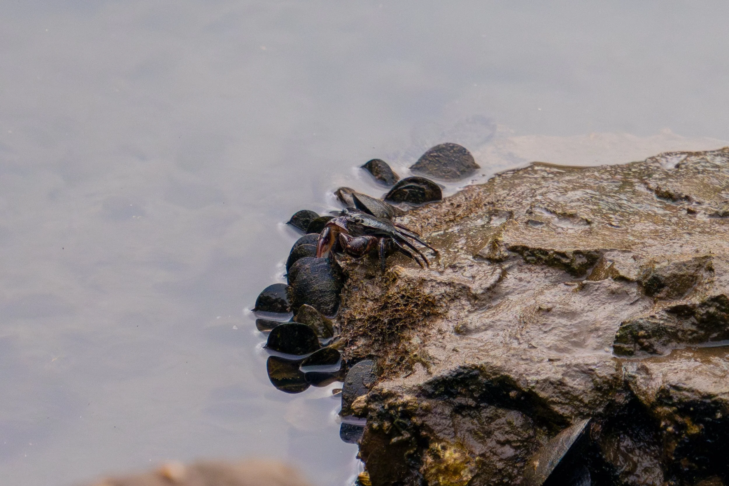 On the Rocks: The Secret Life of Crabs at Channel Islands Harbor