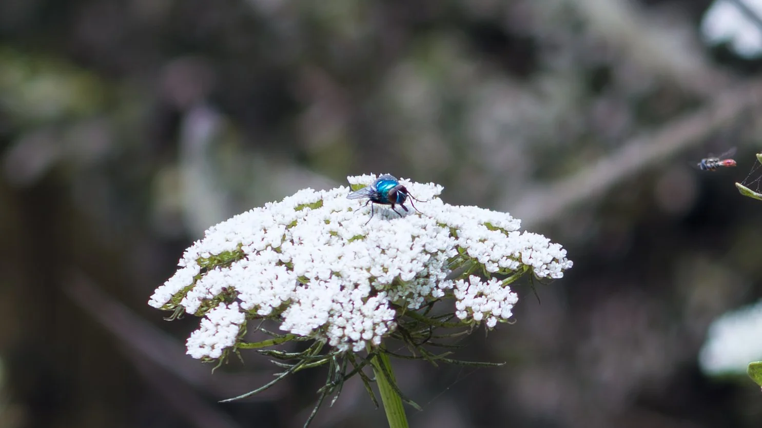 Fly on Flower.jpg
