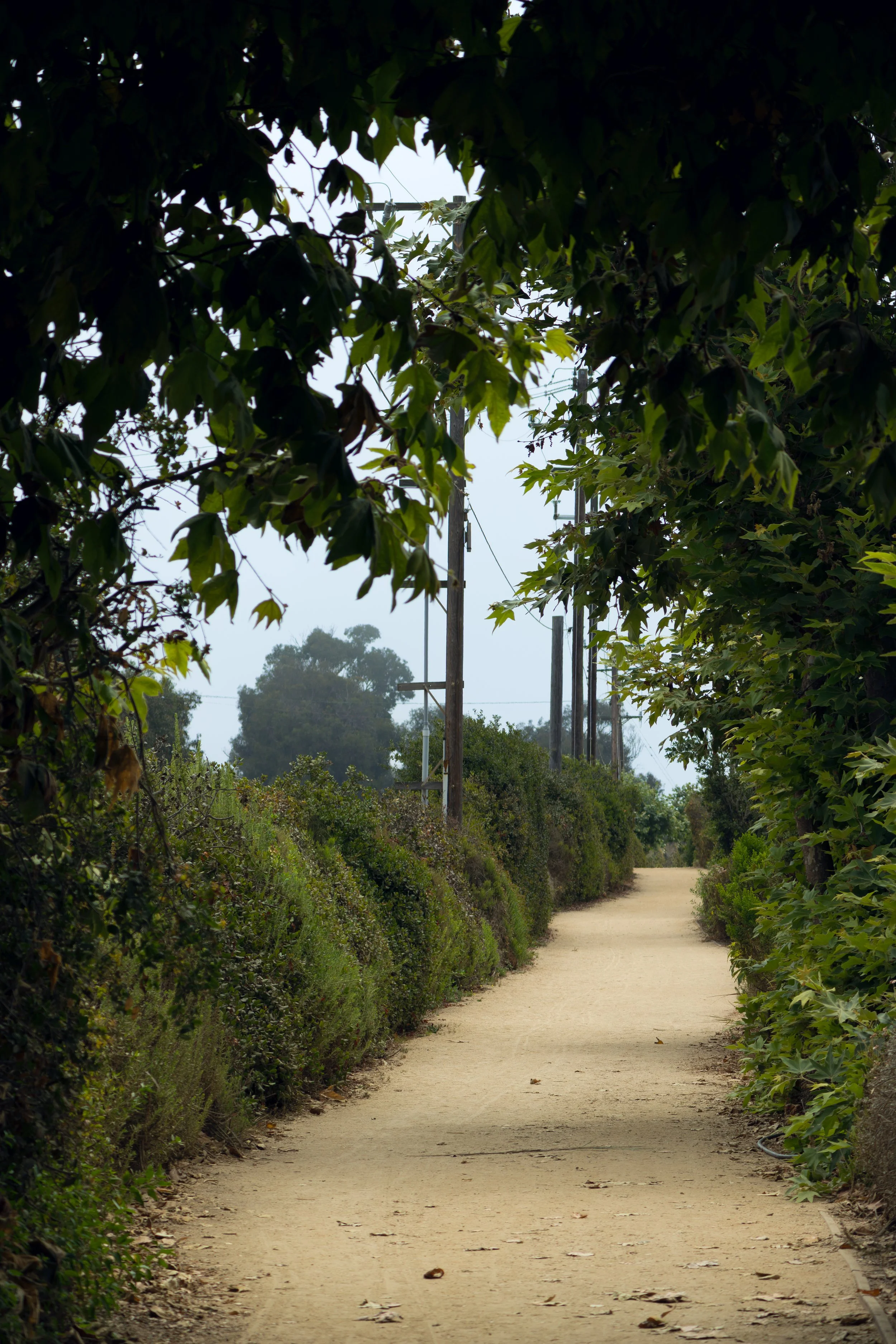Trail Path.jpg