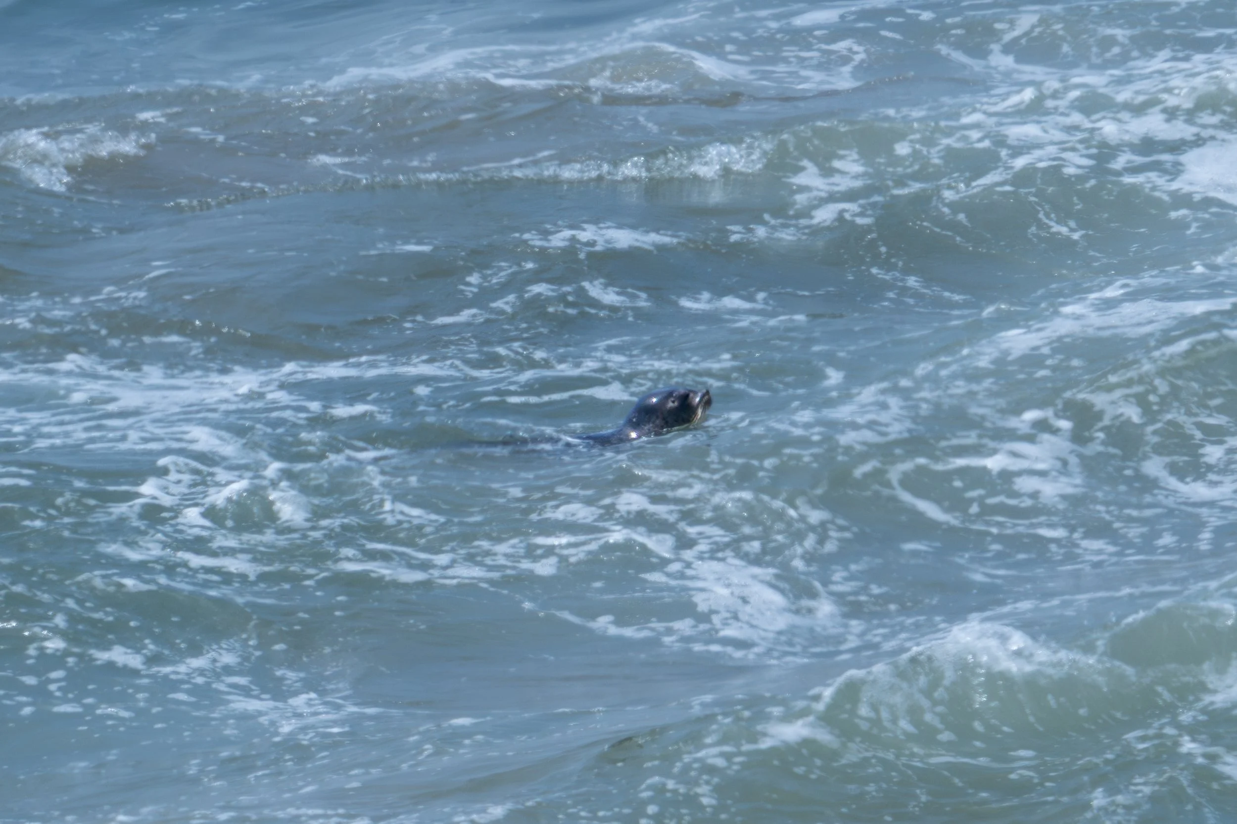 Harbor Seal in Water.jpg