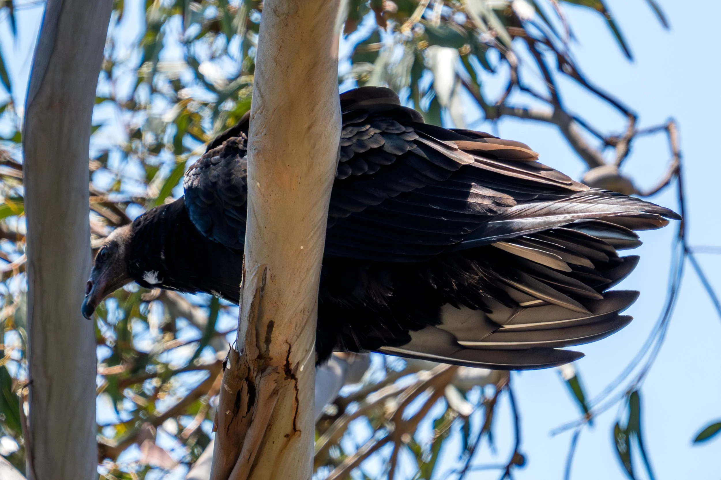 Vulture in Tree.jpg
