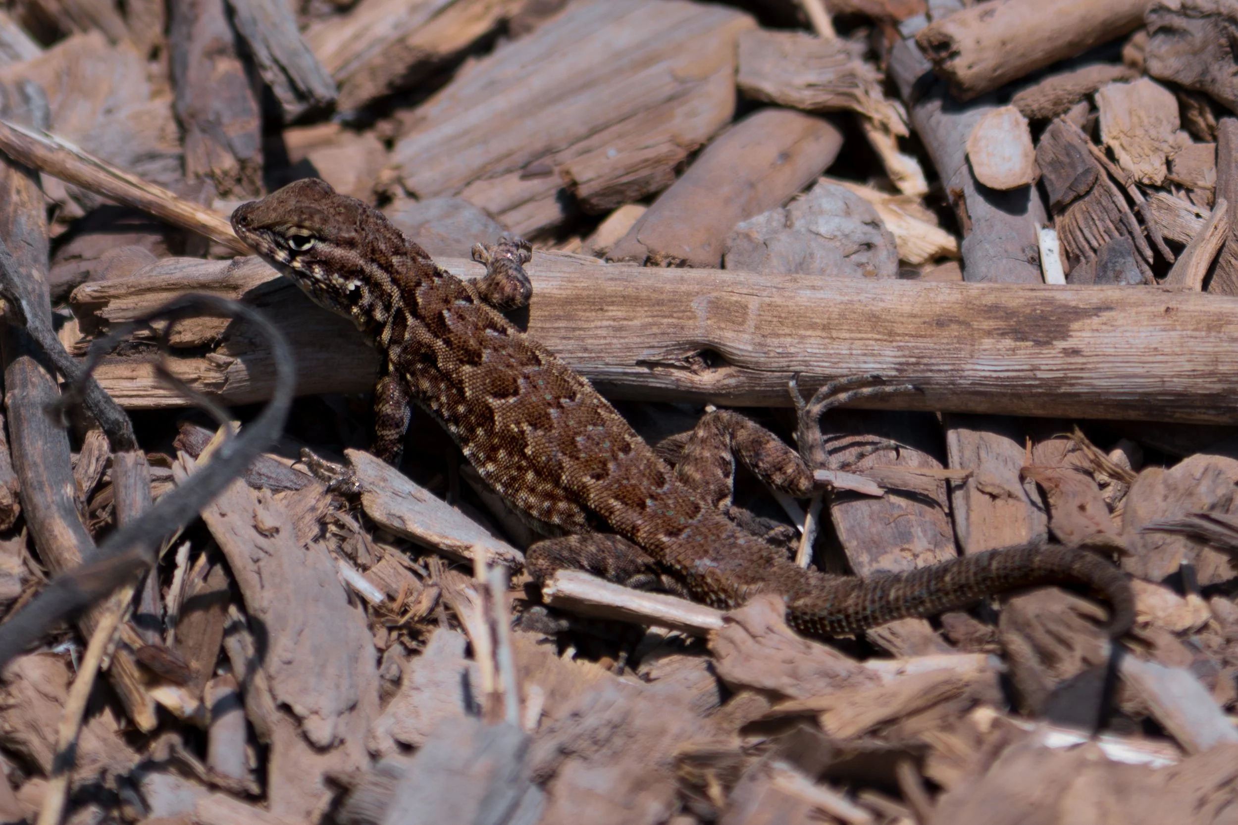 Lizard in Mulch.jpg