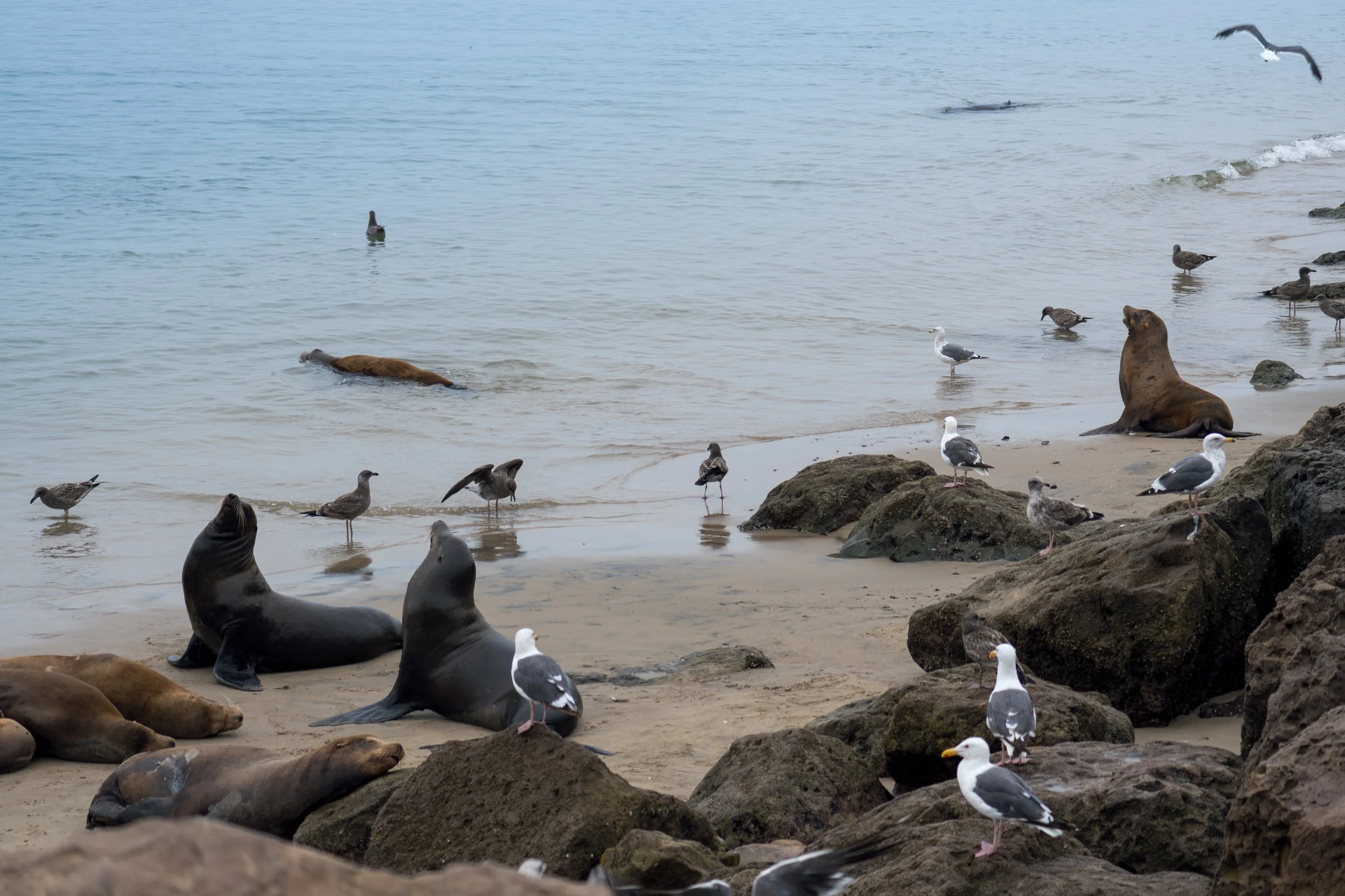 Whiskers in the Wild: Sea Lion Stories from Channel Islands Harbor ⚓️