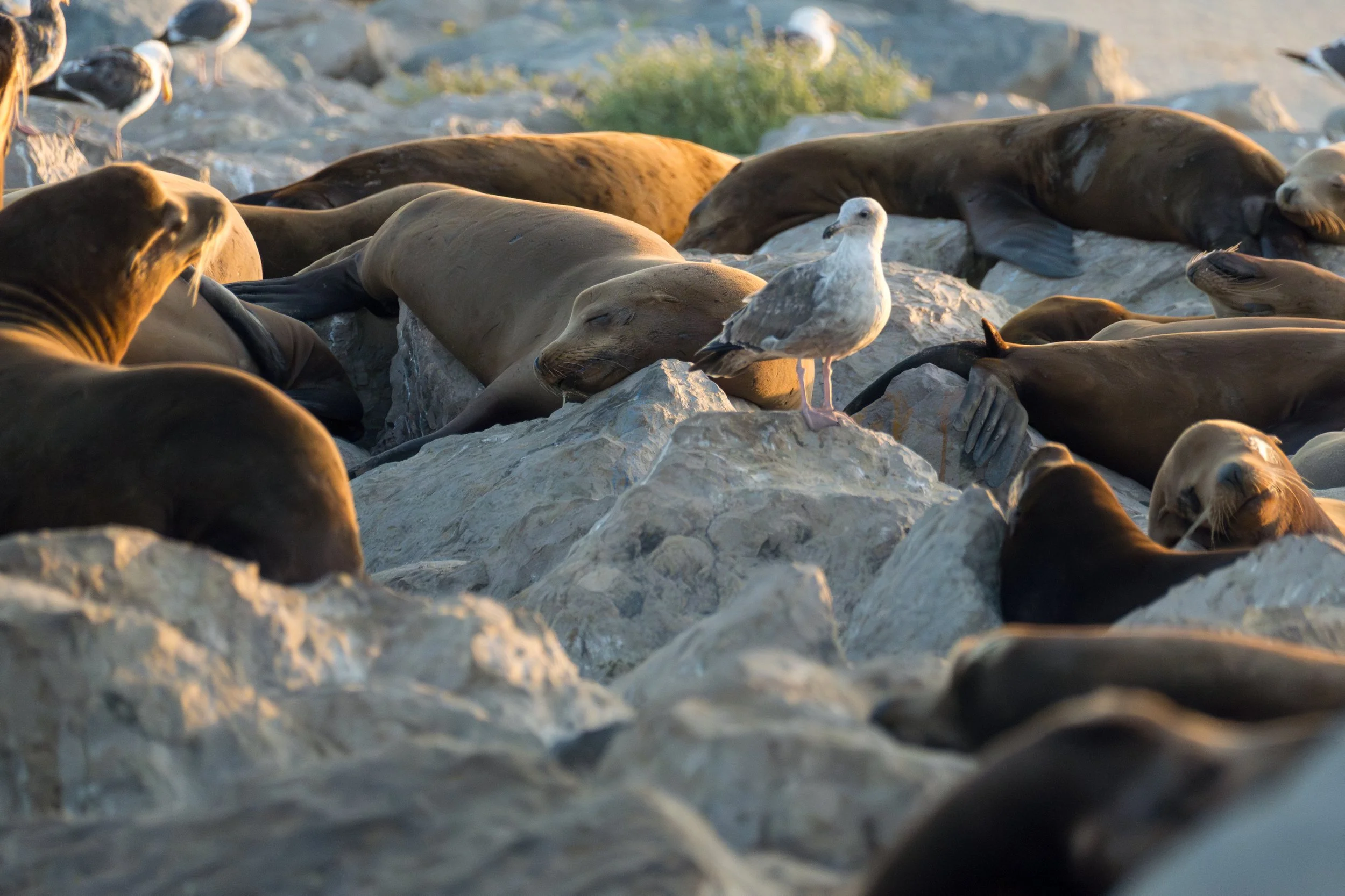 Colony on the Rocks.jpg