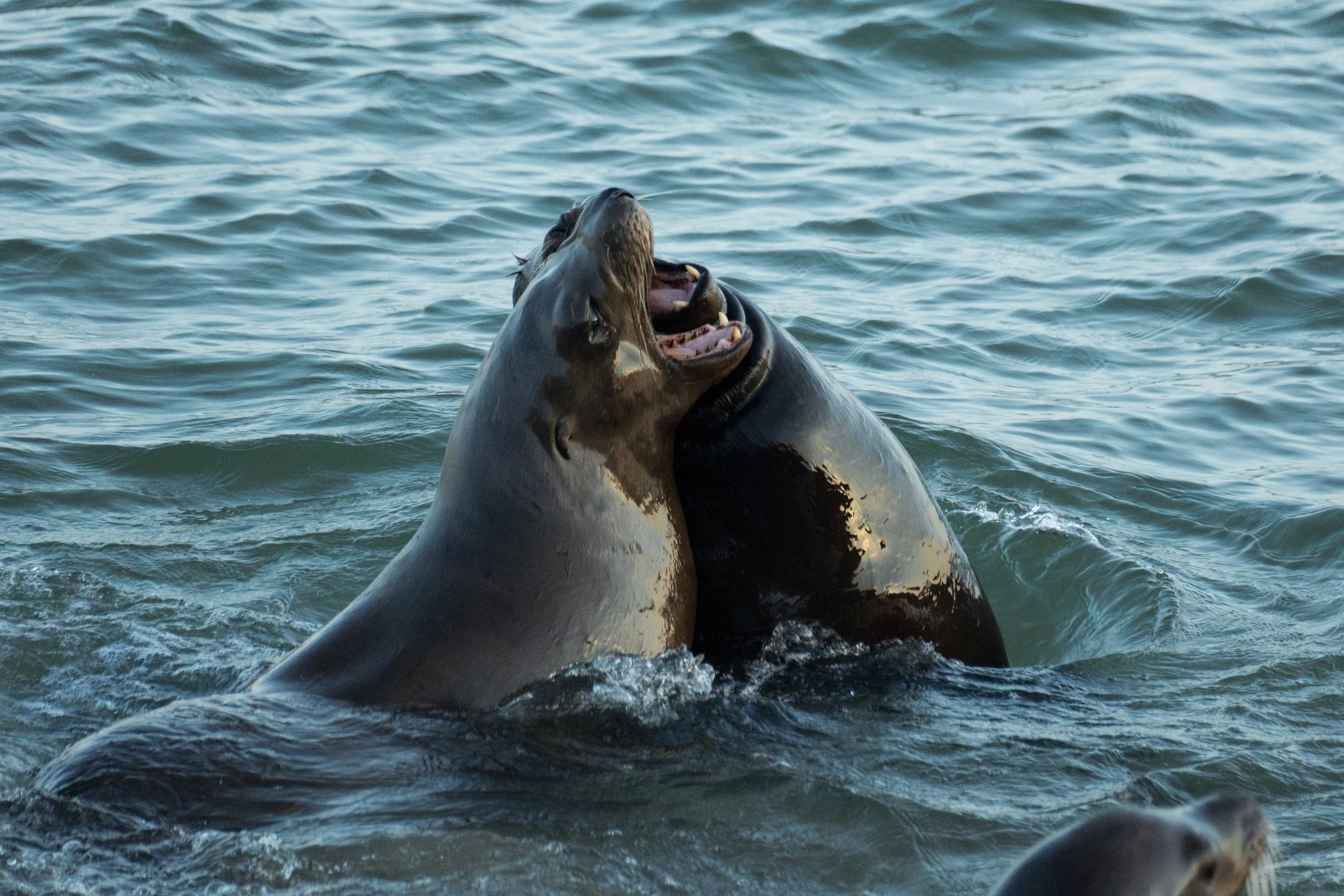 Sea Lions Play.jpg