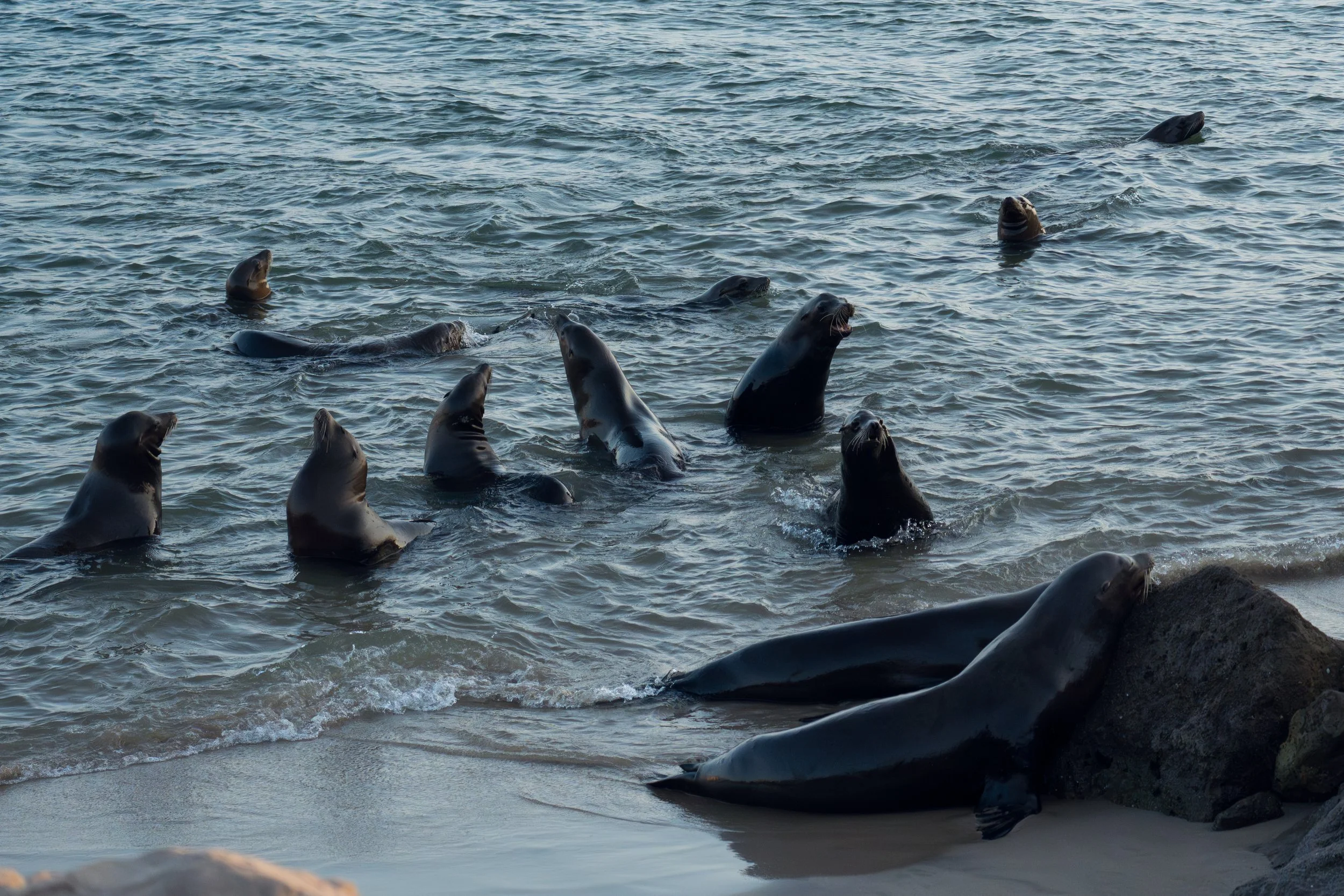 Harbor Mouth Colony.jpg