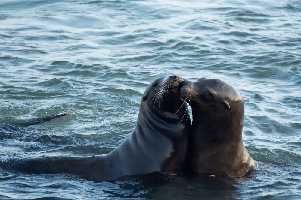 The Smooch - Downres.jpeg