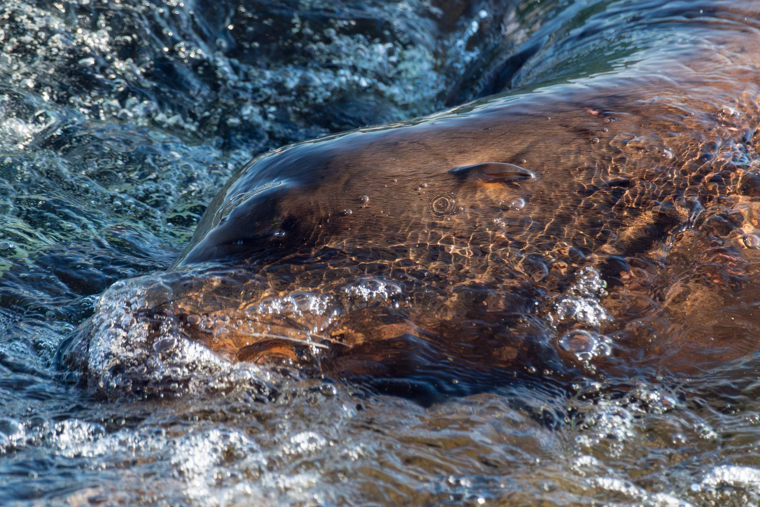 Whiskers in the Wild: Week One with the Harbor Colony