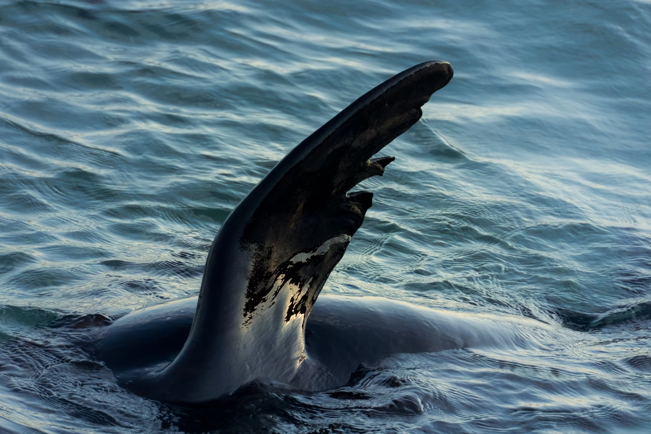 The Resilient Flipper.jpg