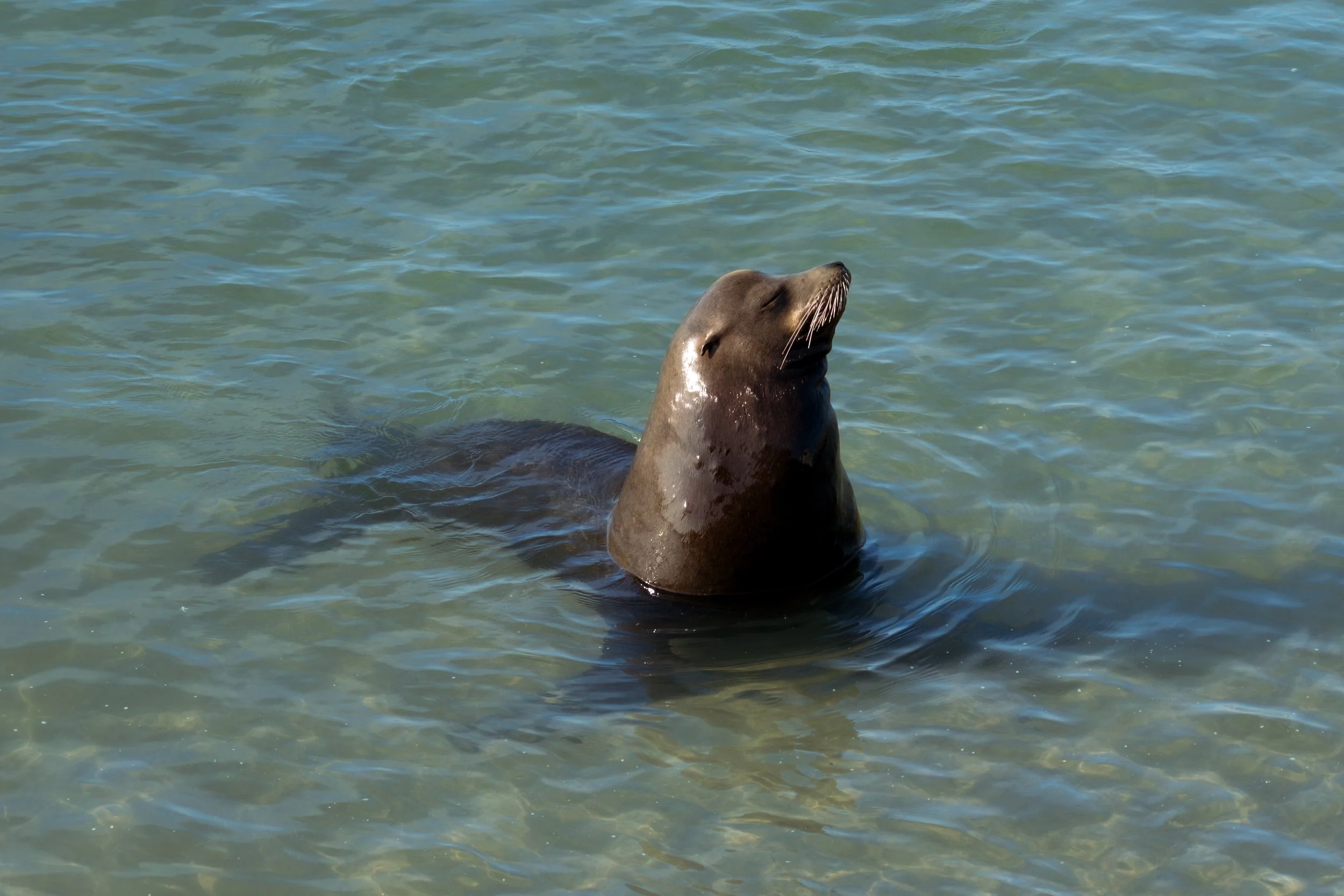 Sea Lion Sunbathe.jpg
