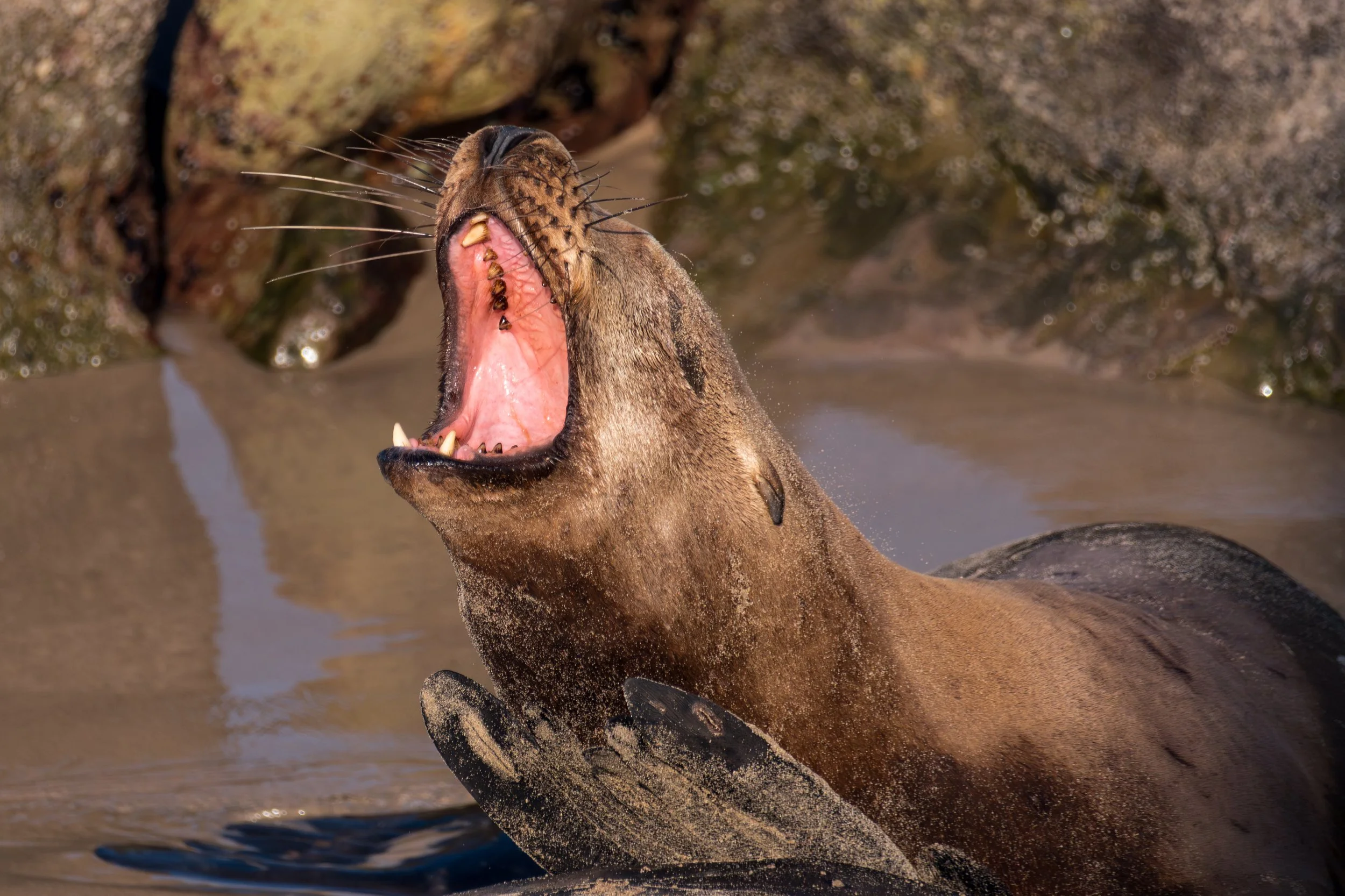 Big Mouth.jpg