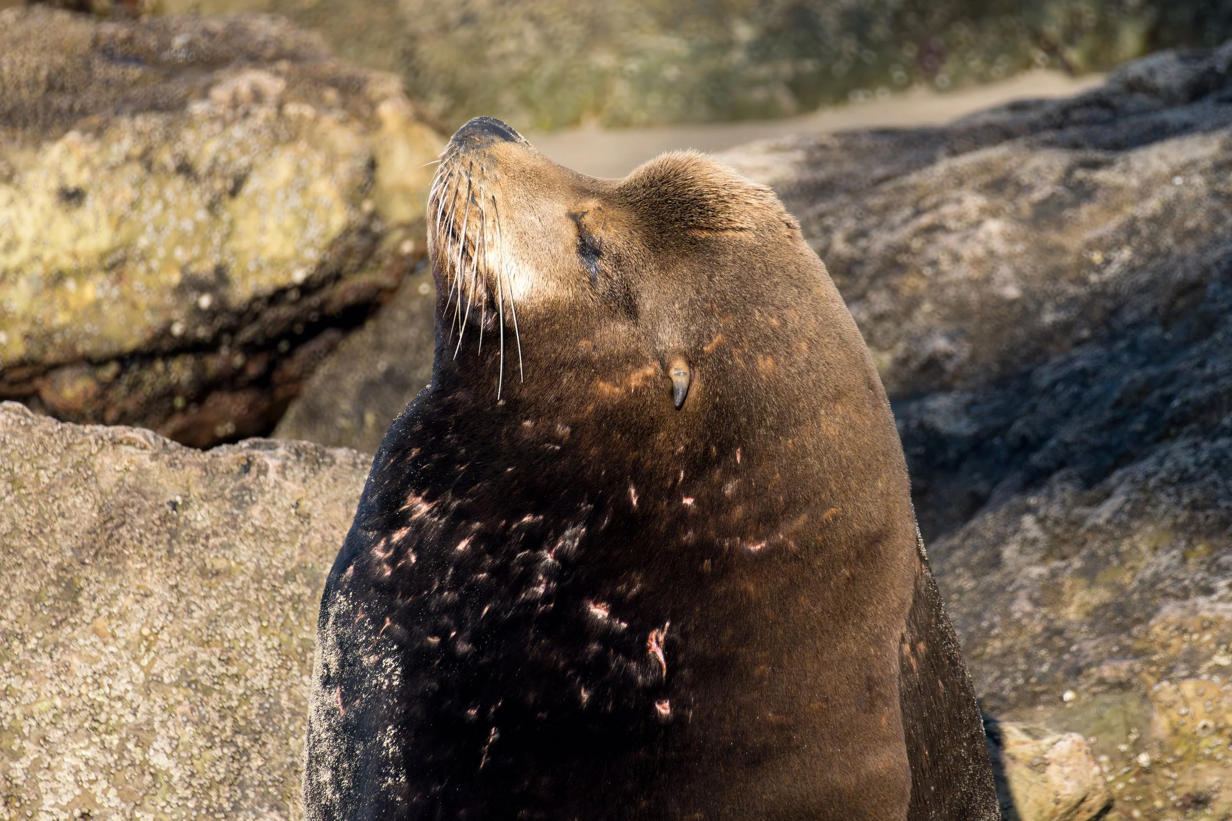 Sleepy Sea Lion.jpg