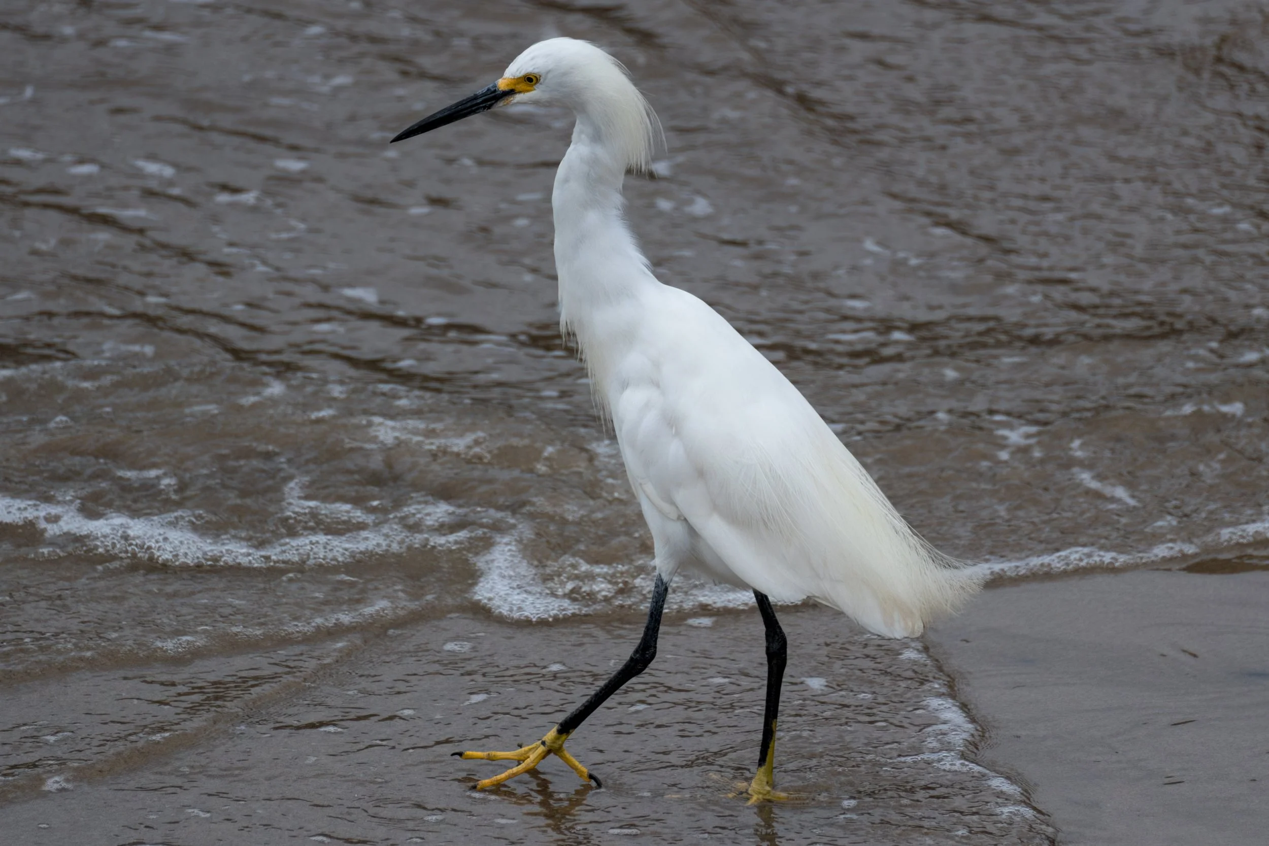 Egret Walks.jpg