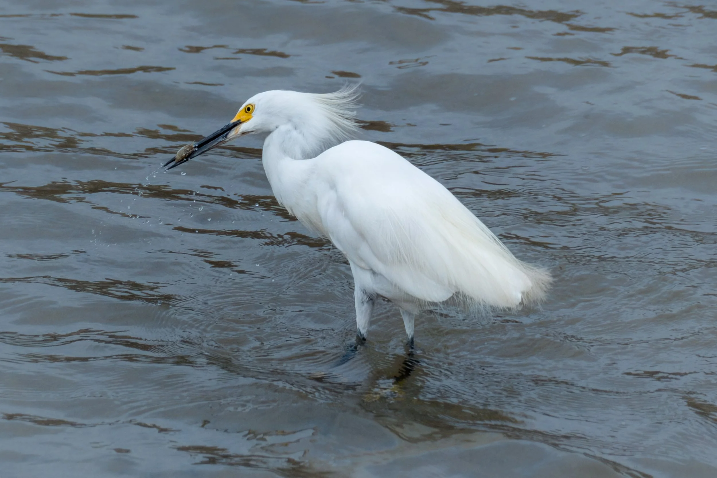 Snowy Egret Meal.jpg