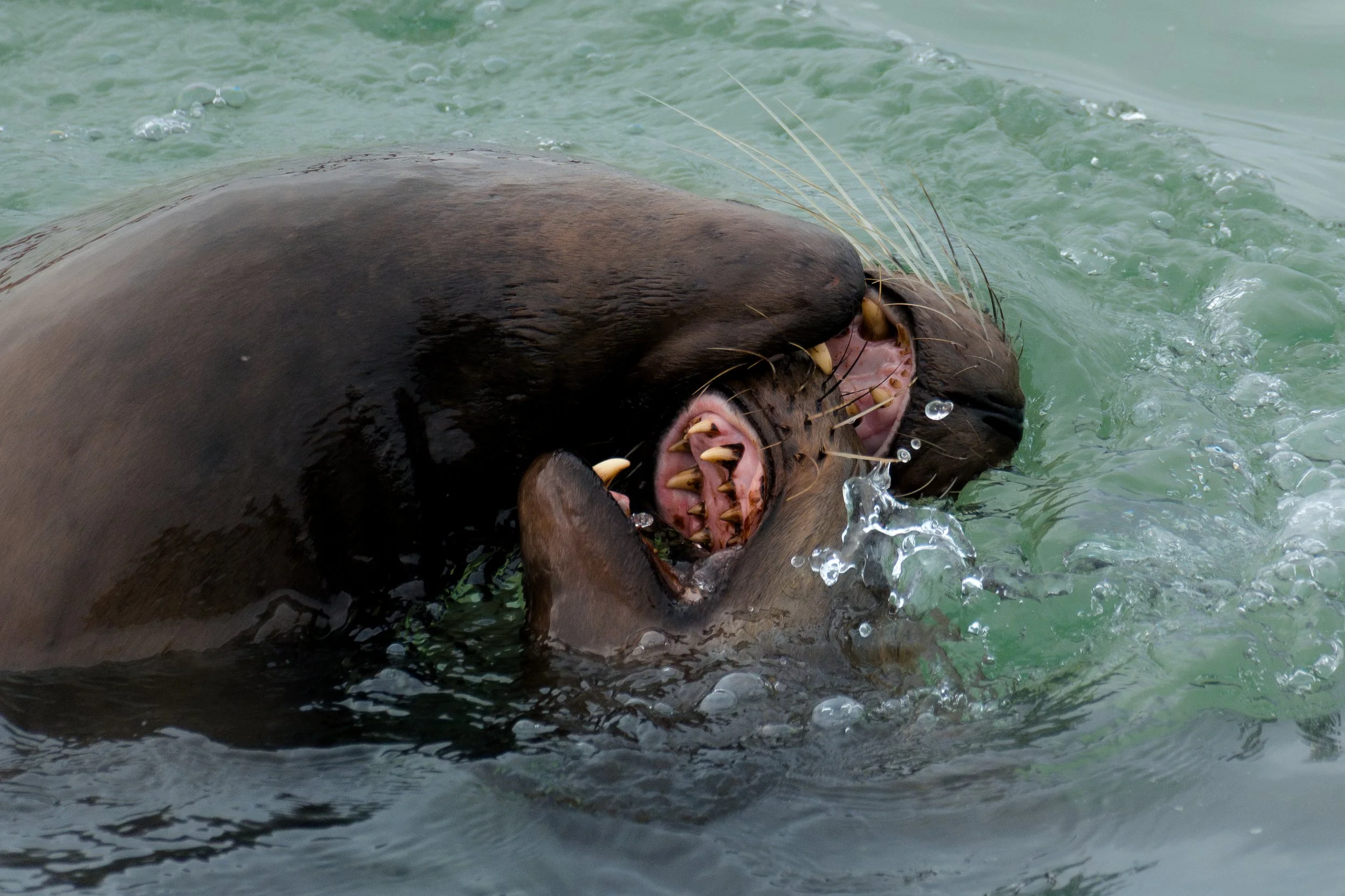 Sea Lion Wrestling.jpg