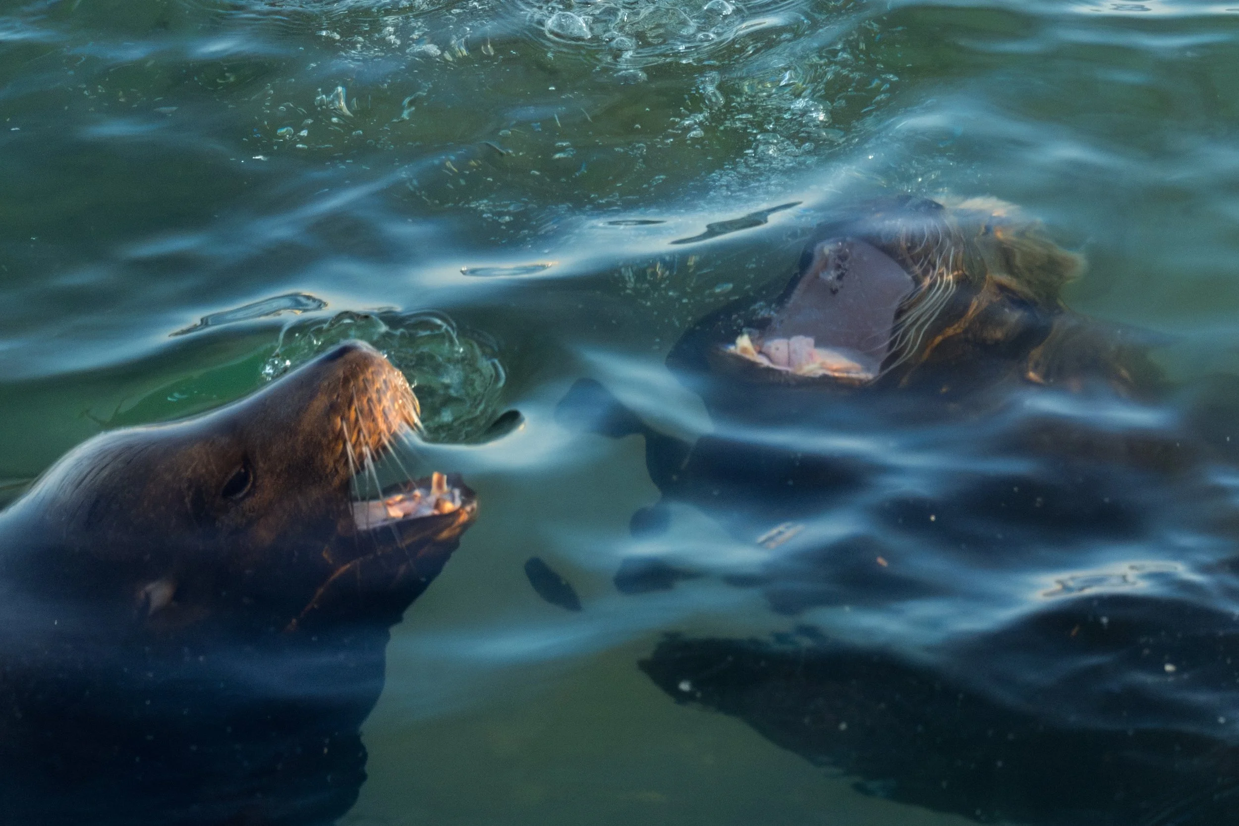 Underwater Conversations.jpg