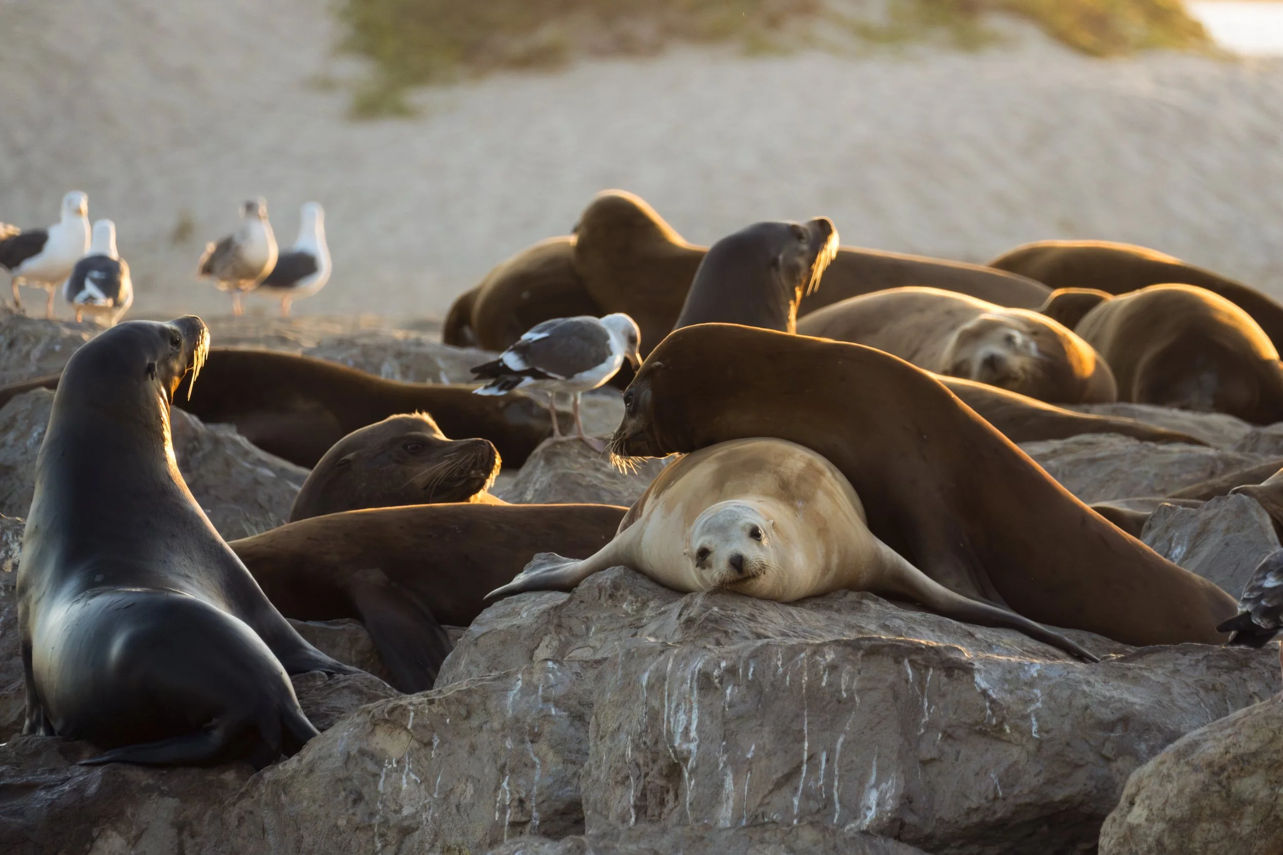 Whiskers in the Wild: Week Two - Heat, Hierarchies & Harbor Landmarks