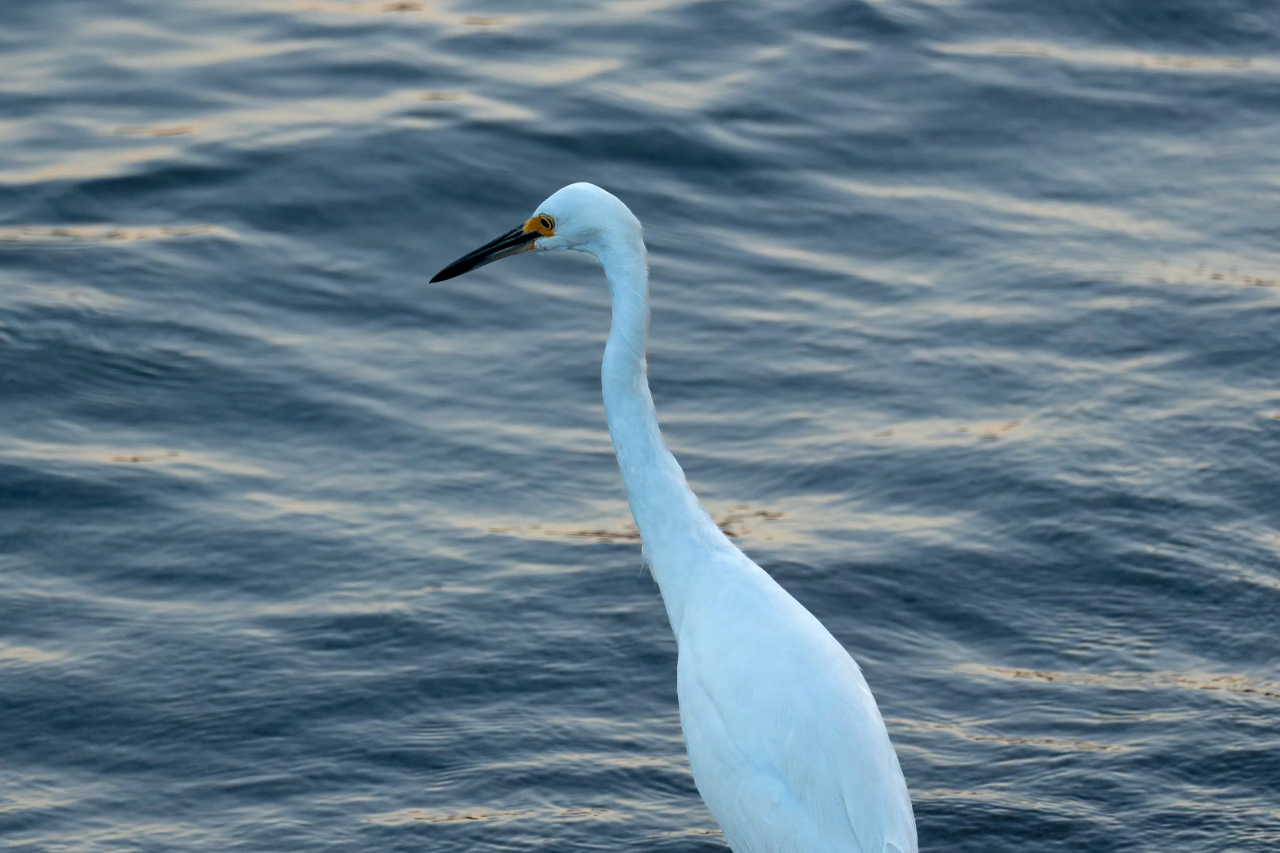 Snowy Egret at Sunset.jpg