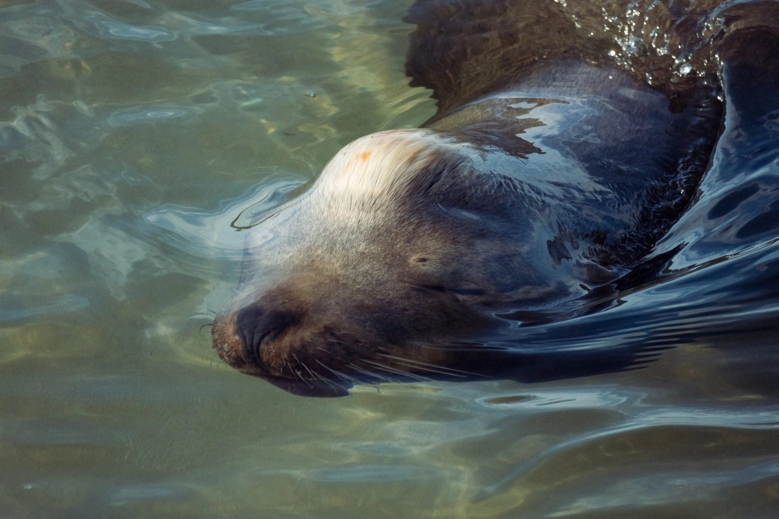 Sea Lion Glides.jpg