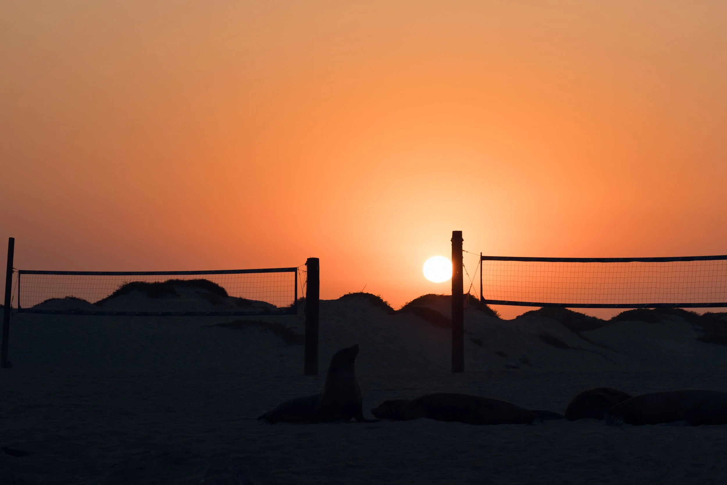 Sea Lion Sunset.jpg