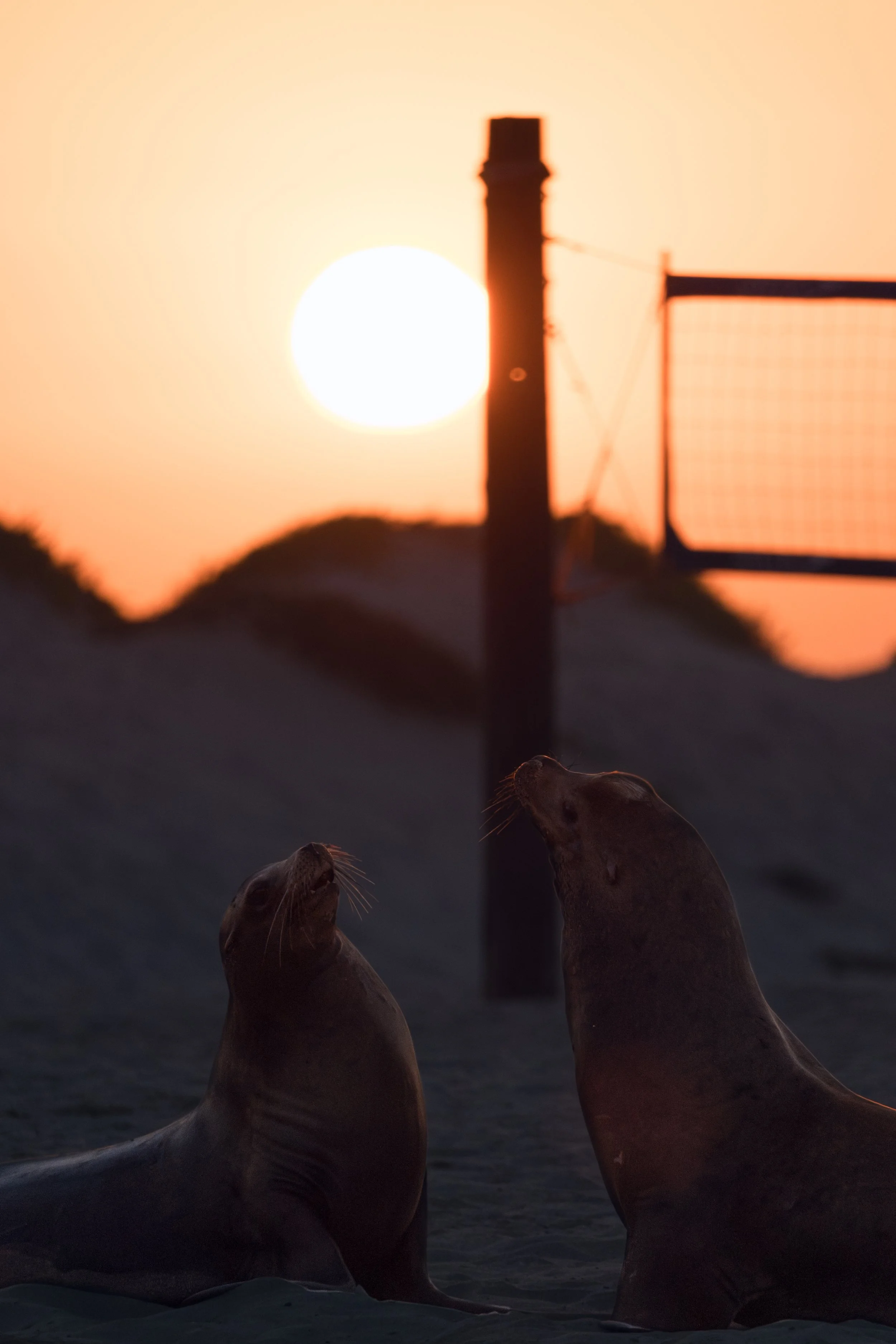 Vertical Sea Lion Sunset.jpg