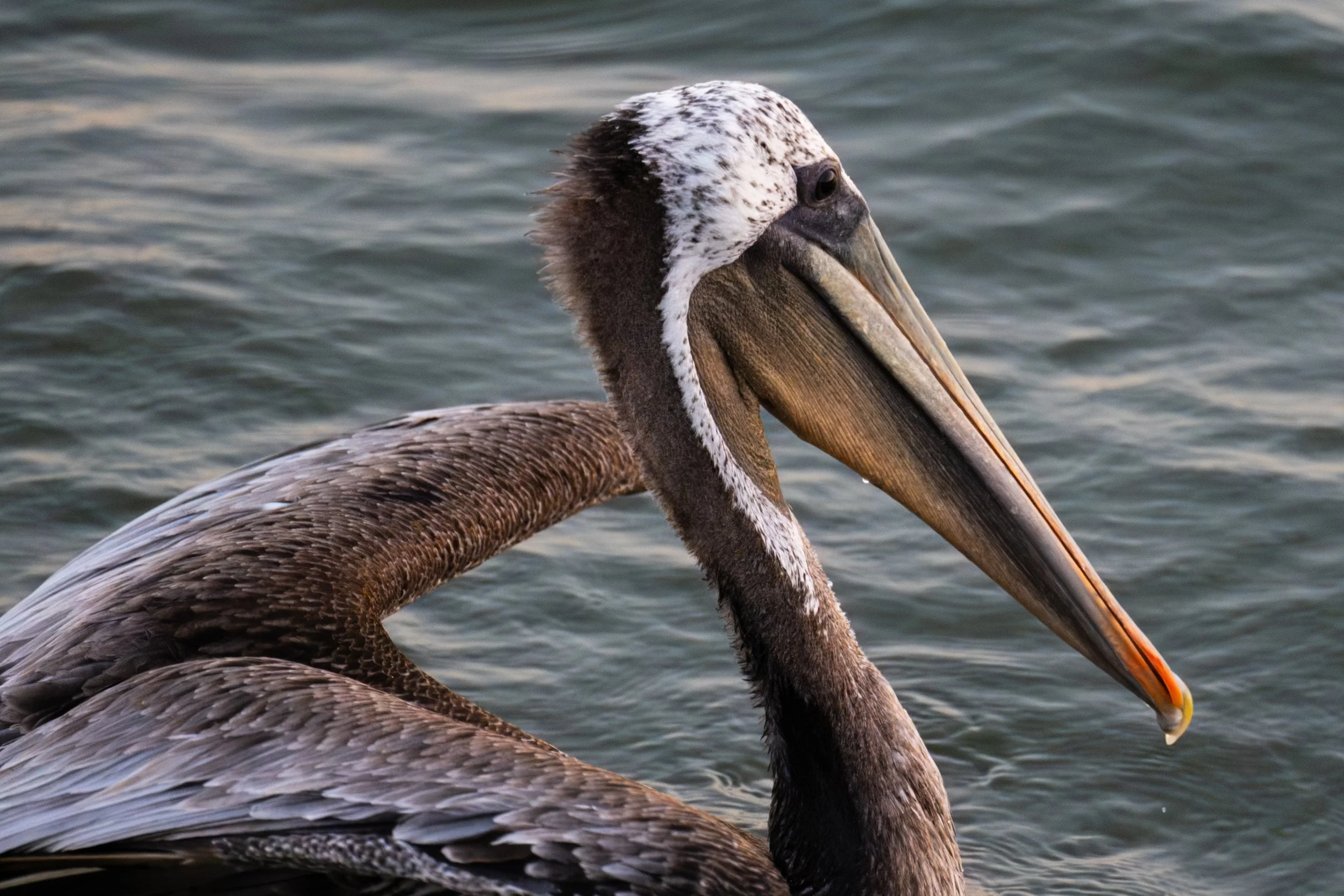 Brown Pelican Side.jpg