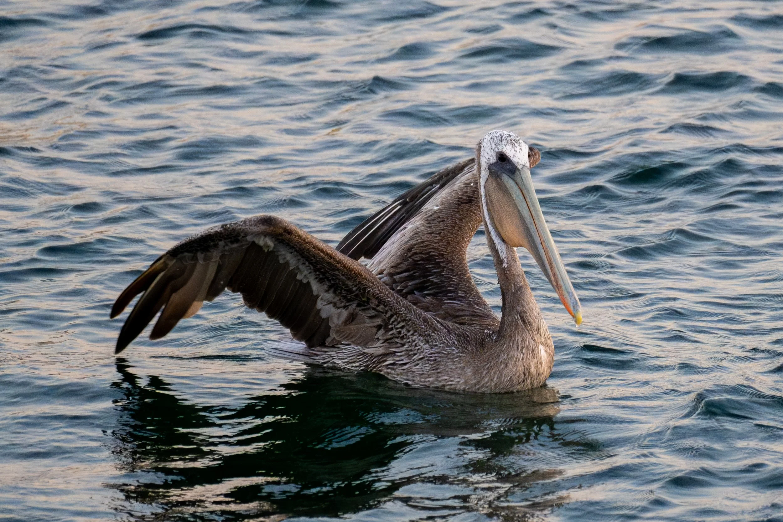 Brown Pelican On Water.jpg