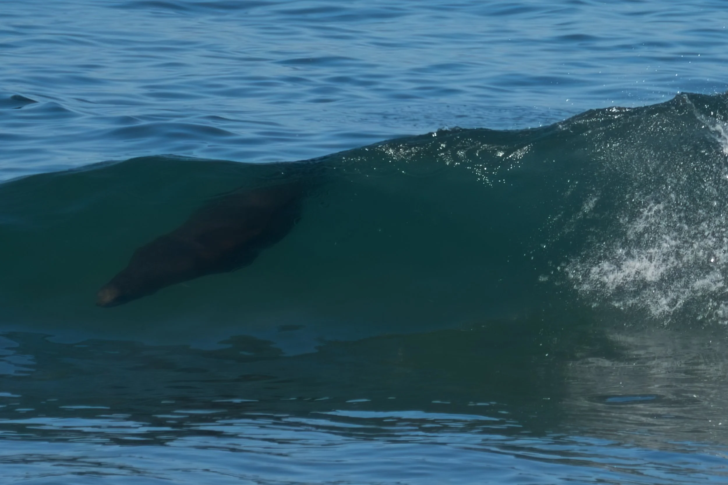 Sea Lions Surf - 3.jpg