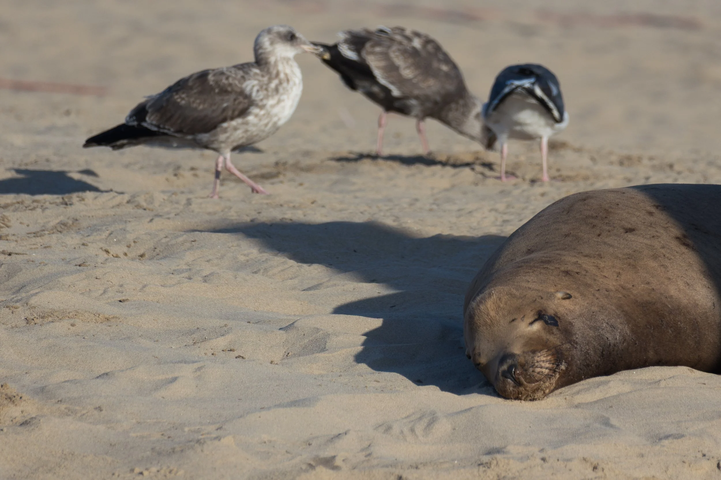 Sea Lion Rests with Gulls.jpg