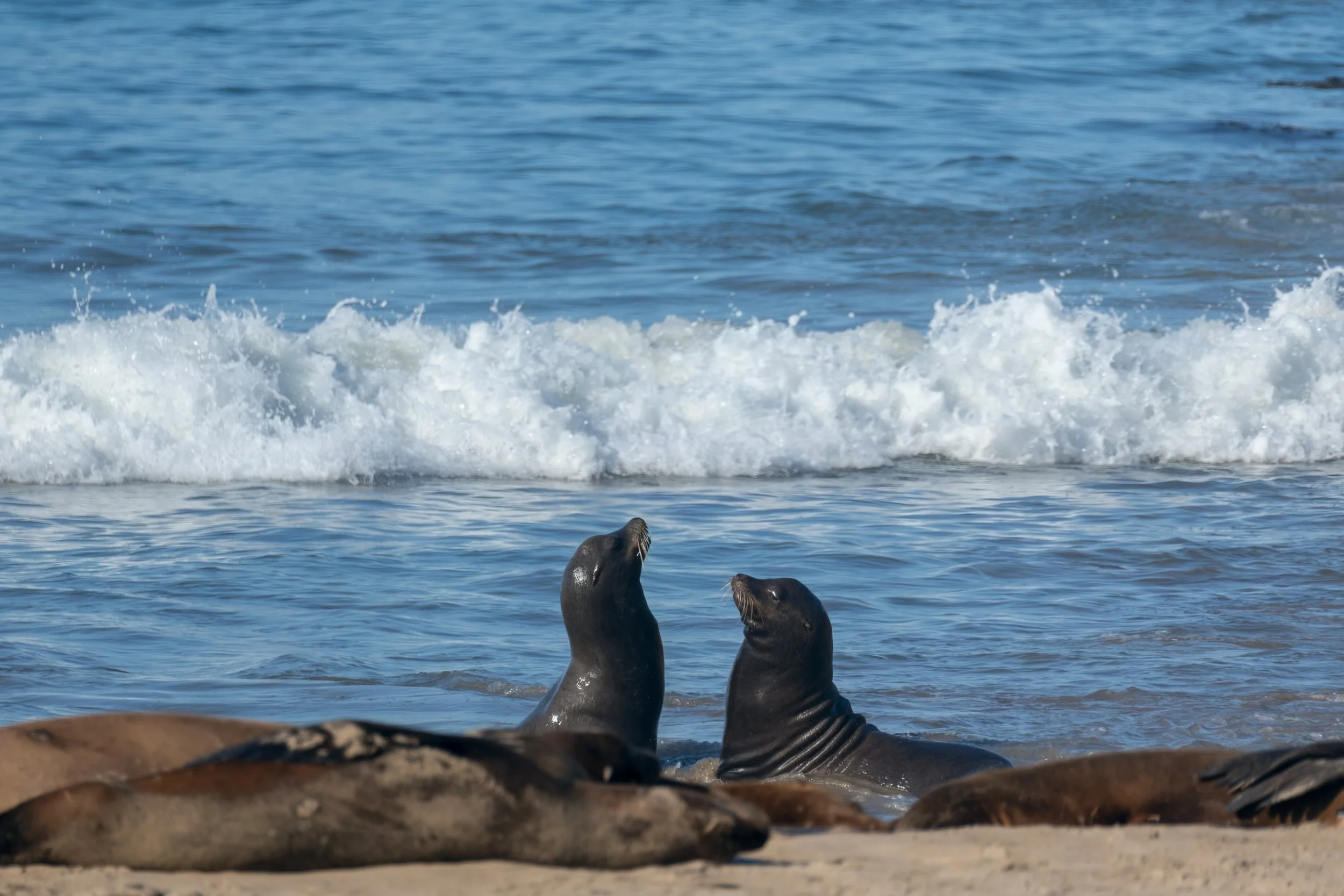 Sea Lions In Front of Break.jpg