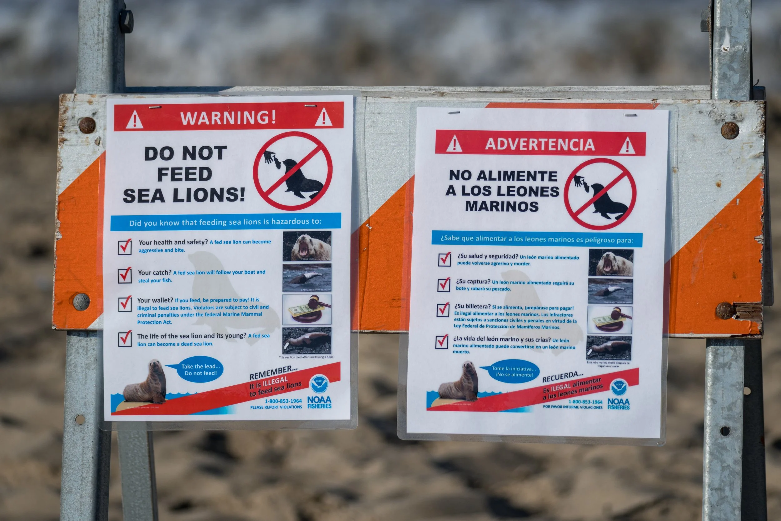Do Not Feed Sea Lions.jpg