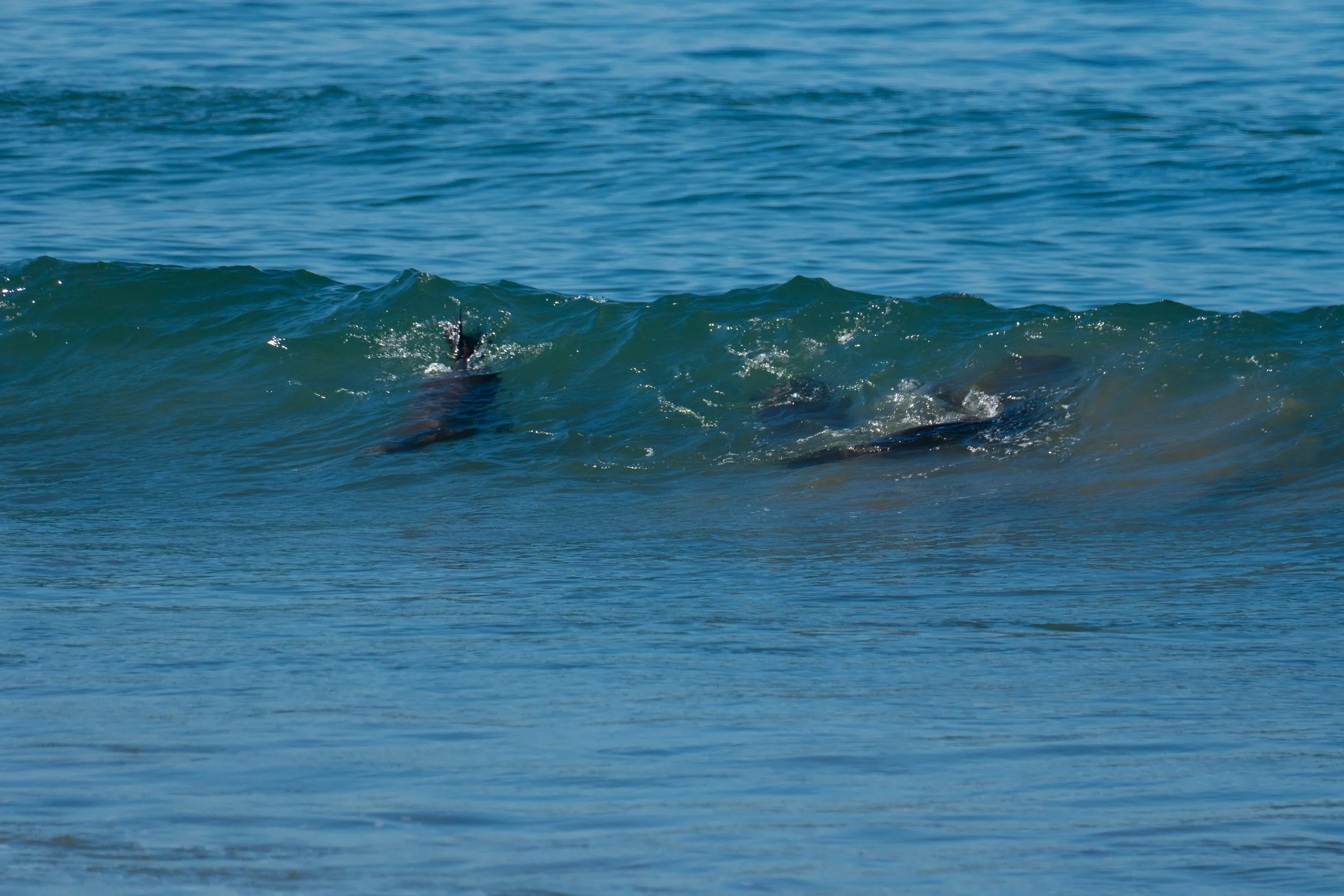Sea Lions Surf - 4.jpg