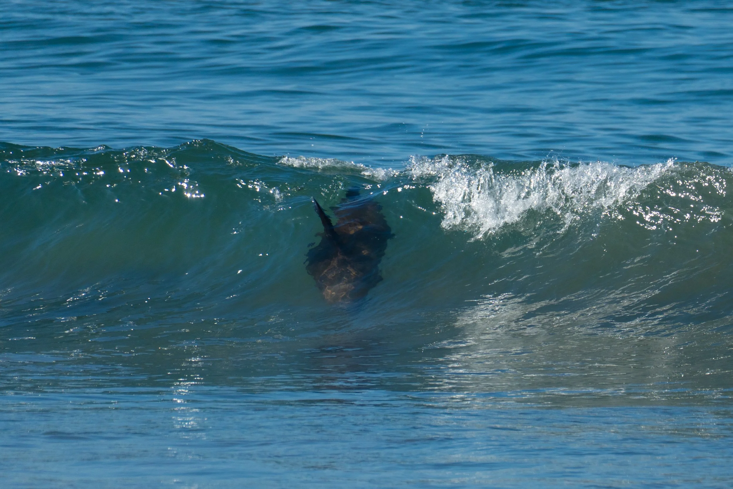 Sea Lions Surf - 1.jpg