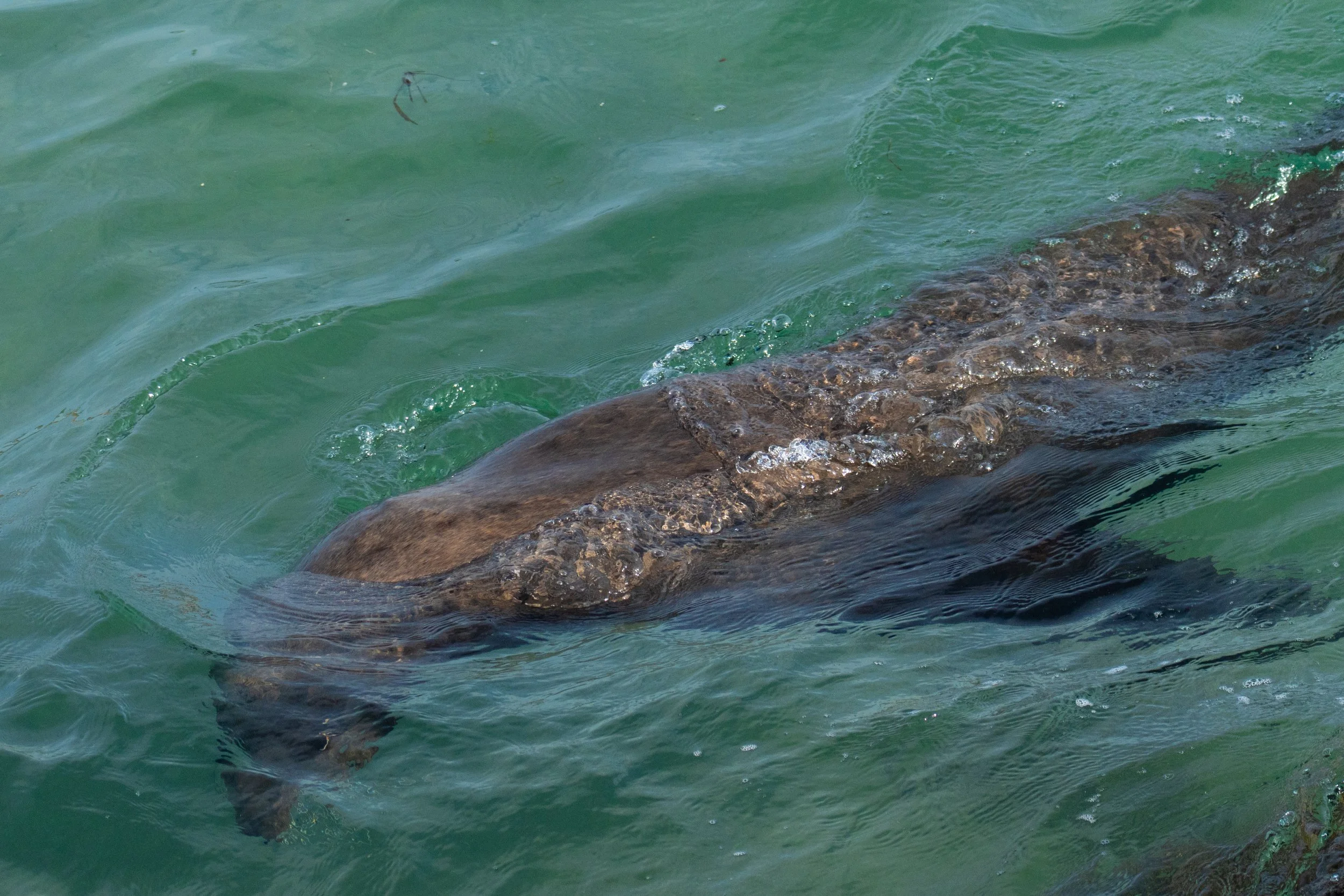 Underwater Spotting.jpg