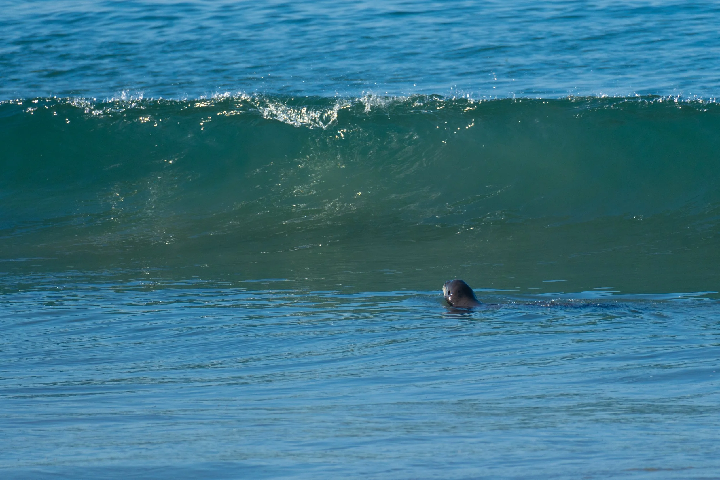 Sea Lions Surf - 2.jpg