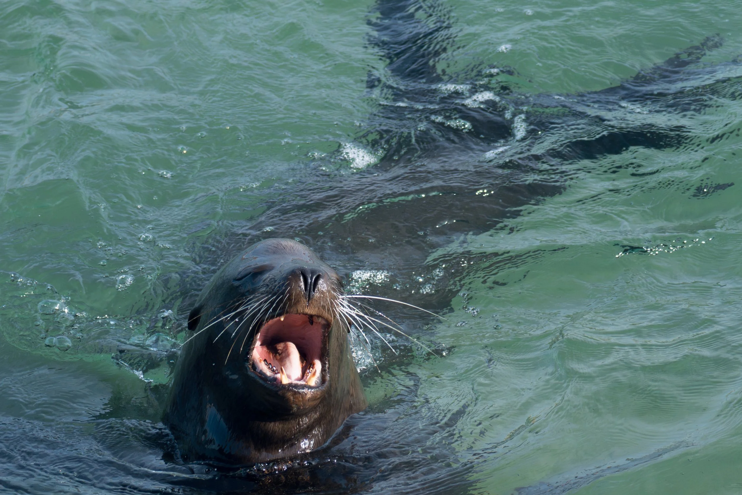 Sea Lion Arf.jpg