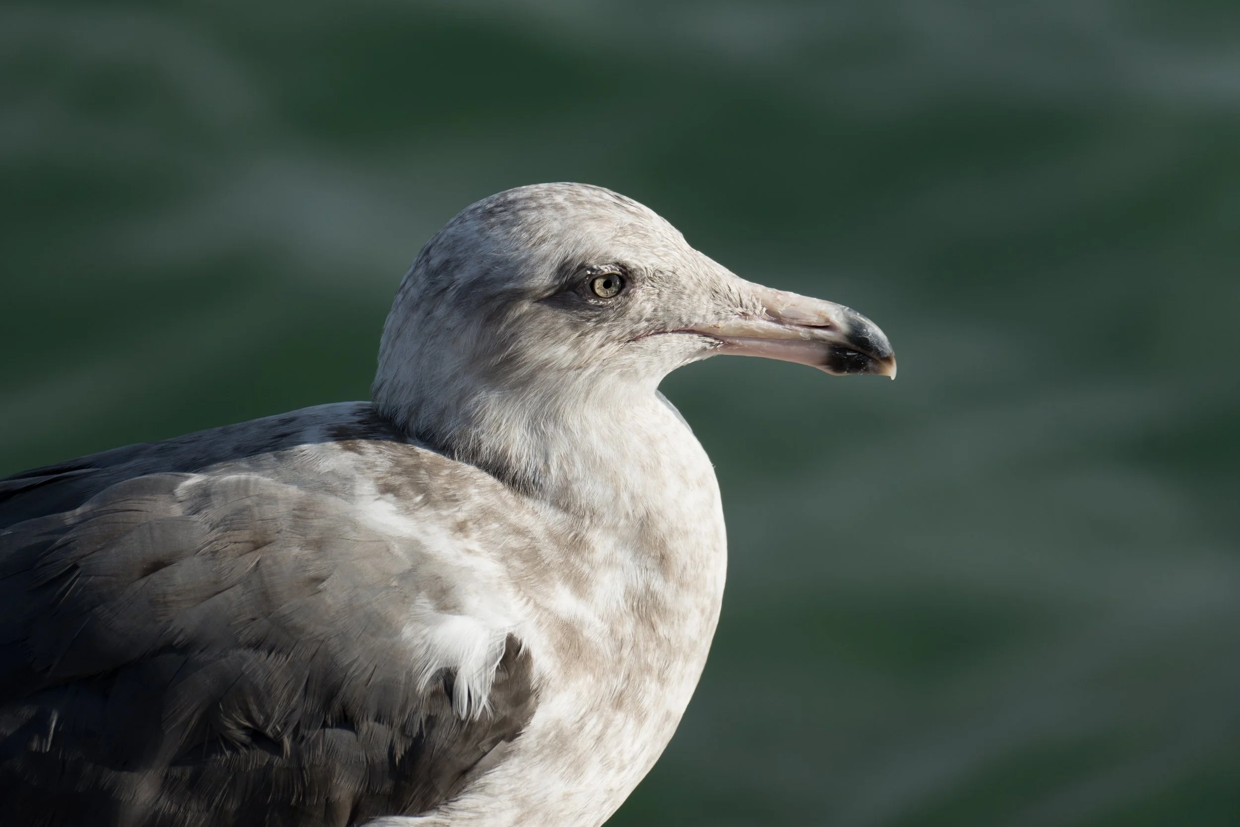 Gull Eye.jpg