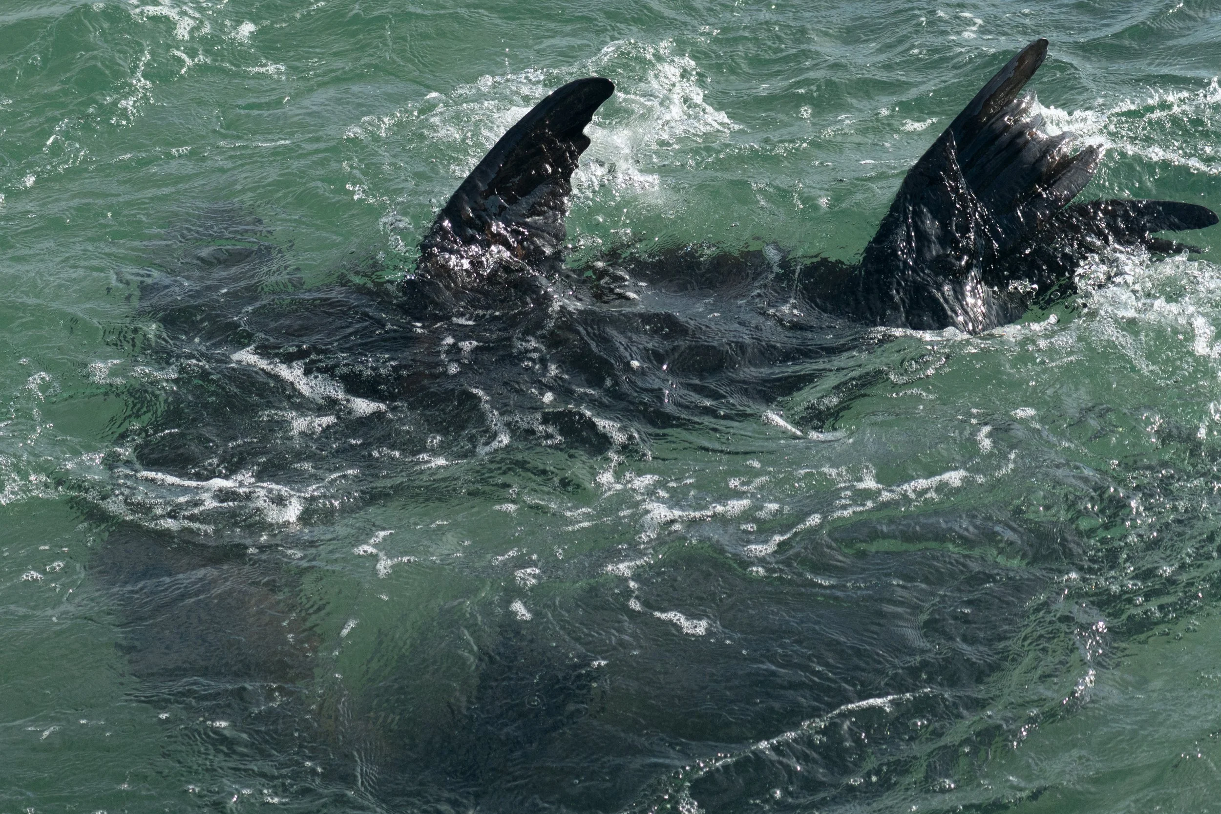 Sea Lions Swimming.jpg