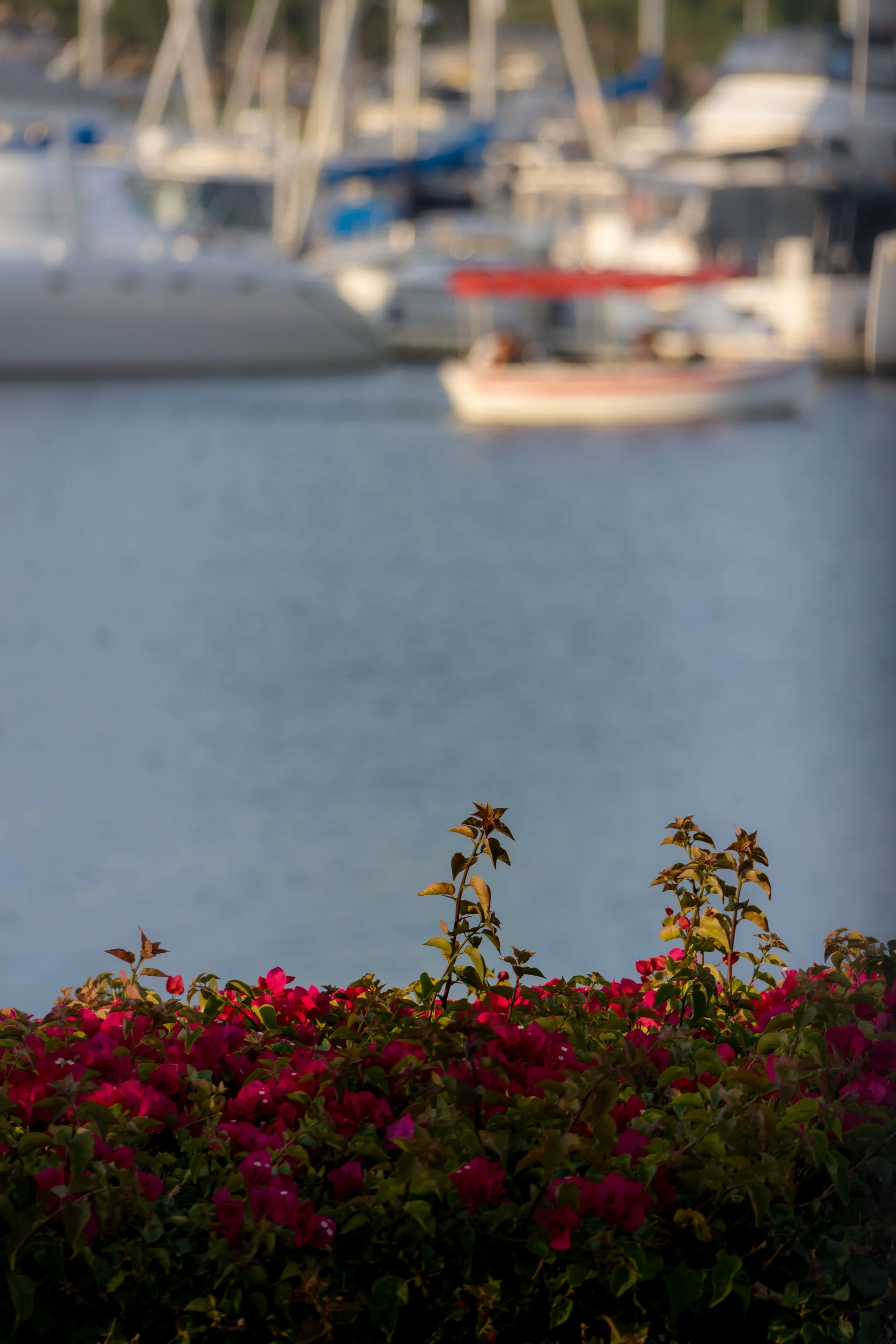 Ventura Flowers.jpg