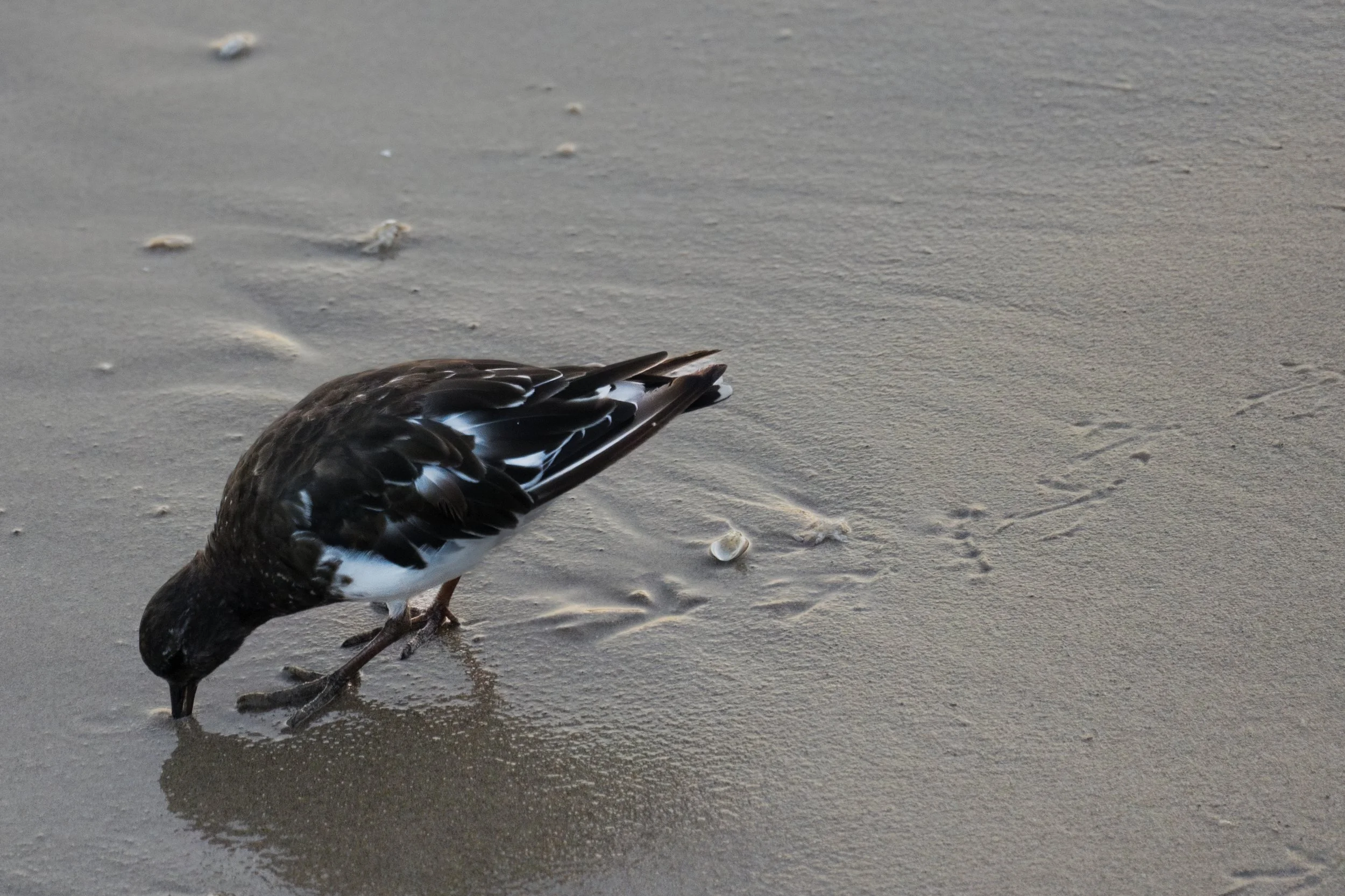 Black Turnstone Forages.jpg