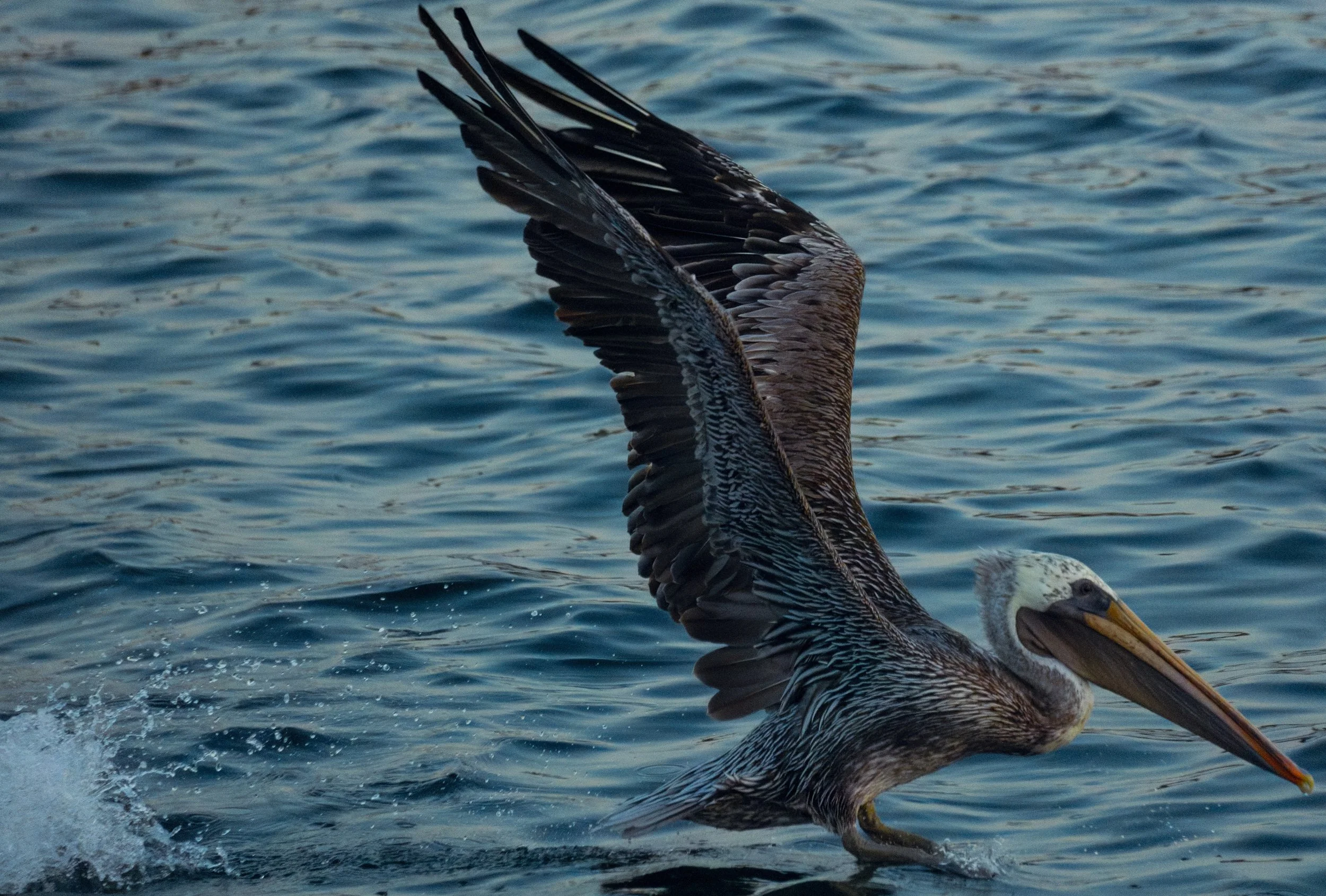 Brown Pelican Fly.jpg