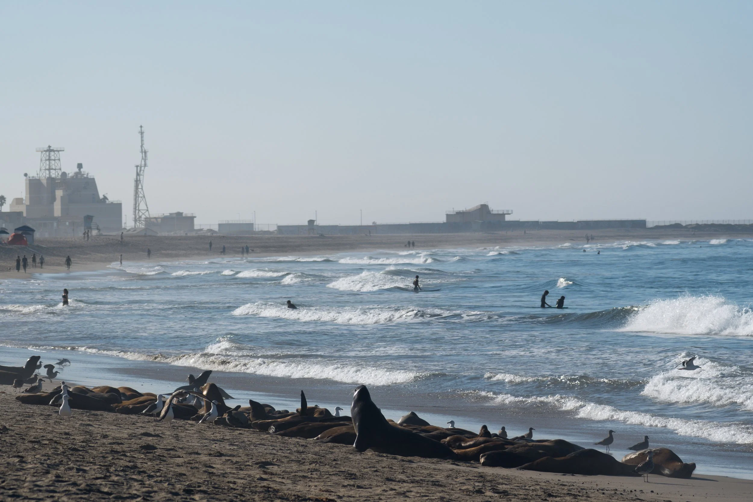 Whiskers in the Wild: Week Three - Shifting Shores & Labor Day Lessons