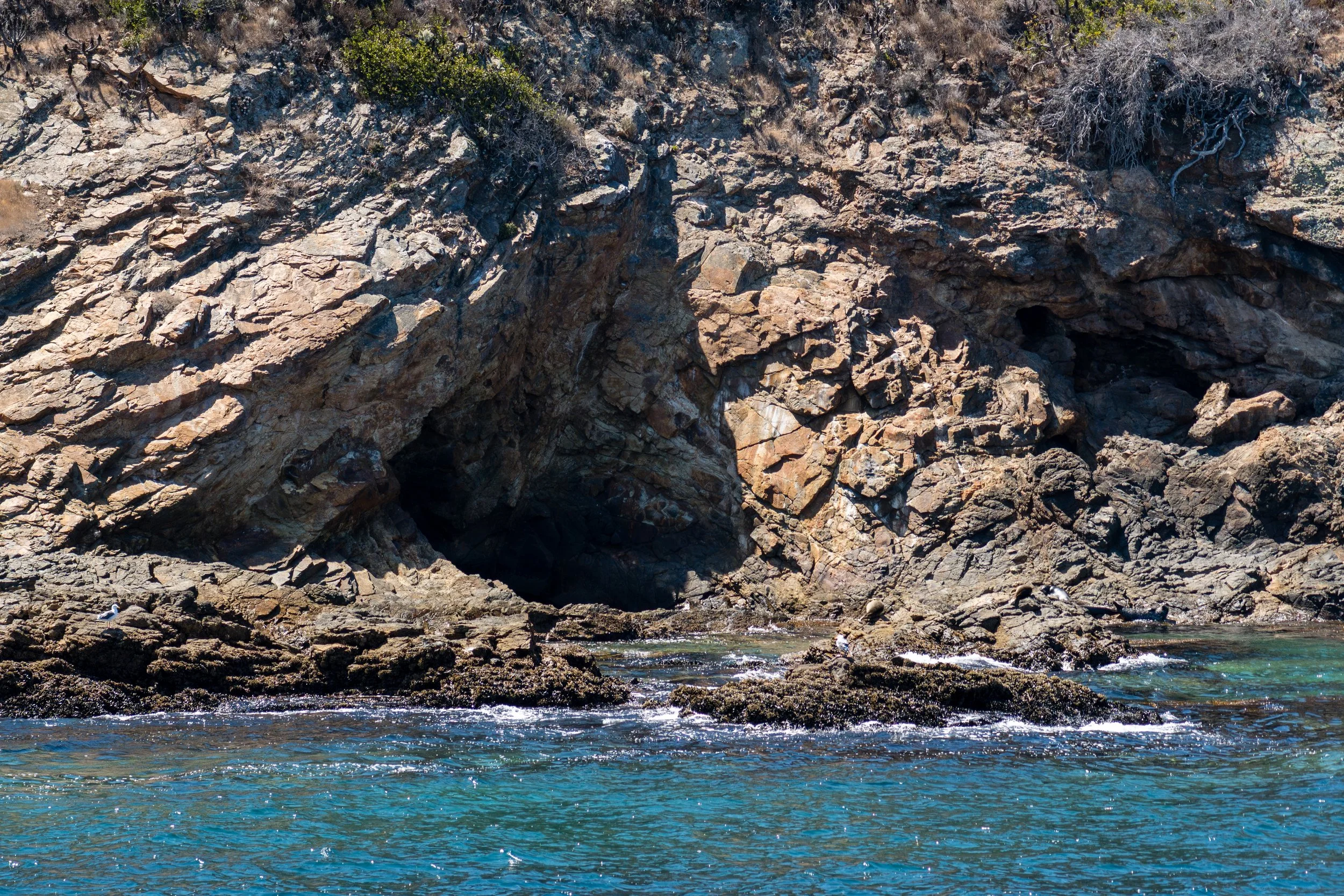 Harbor Seals at Cave (lowres).jpeg