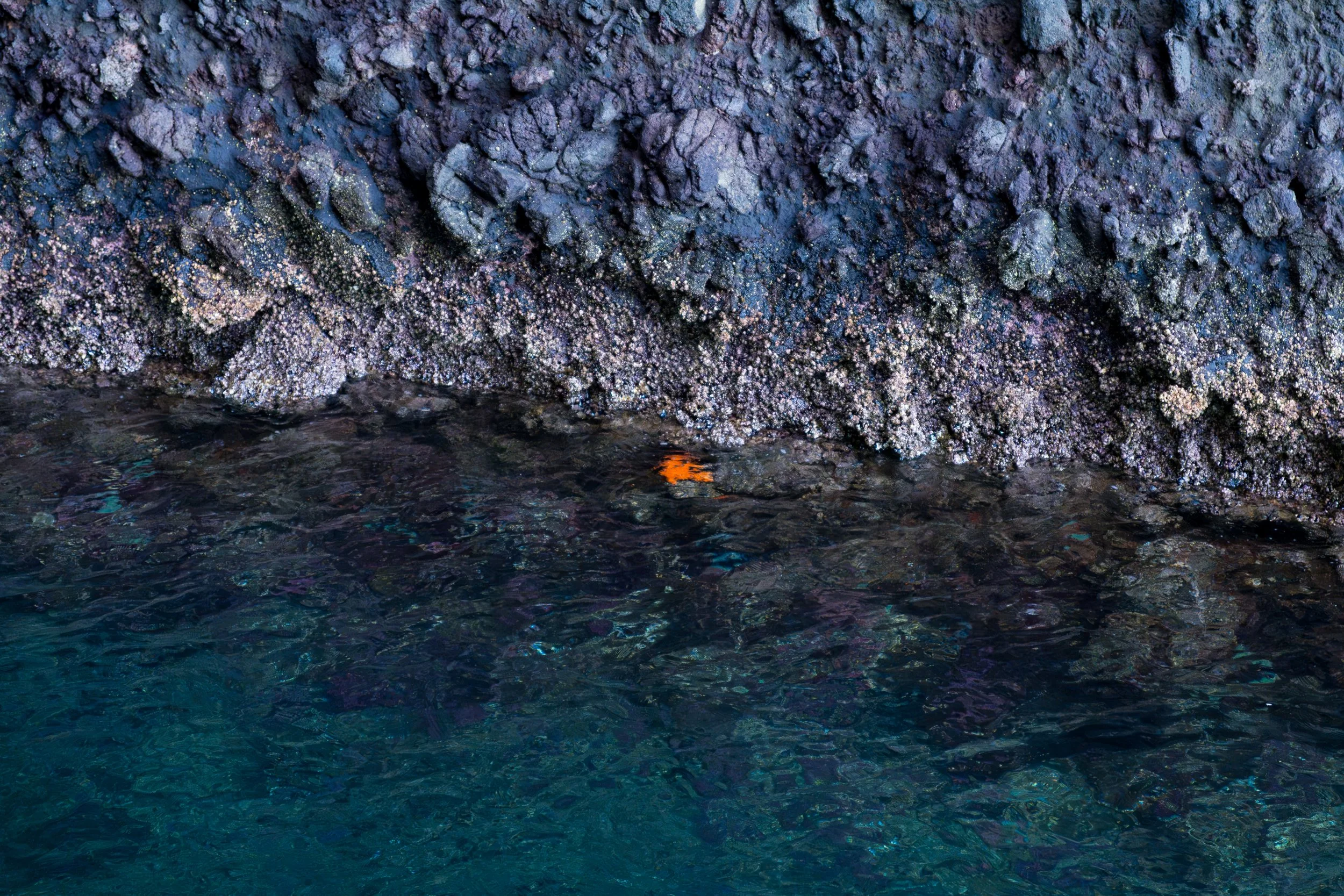 Lone Starfish in Painted Cave.jpg