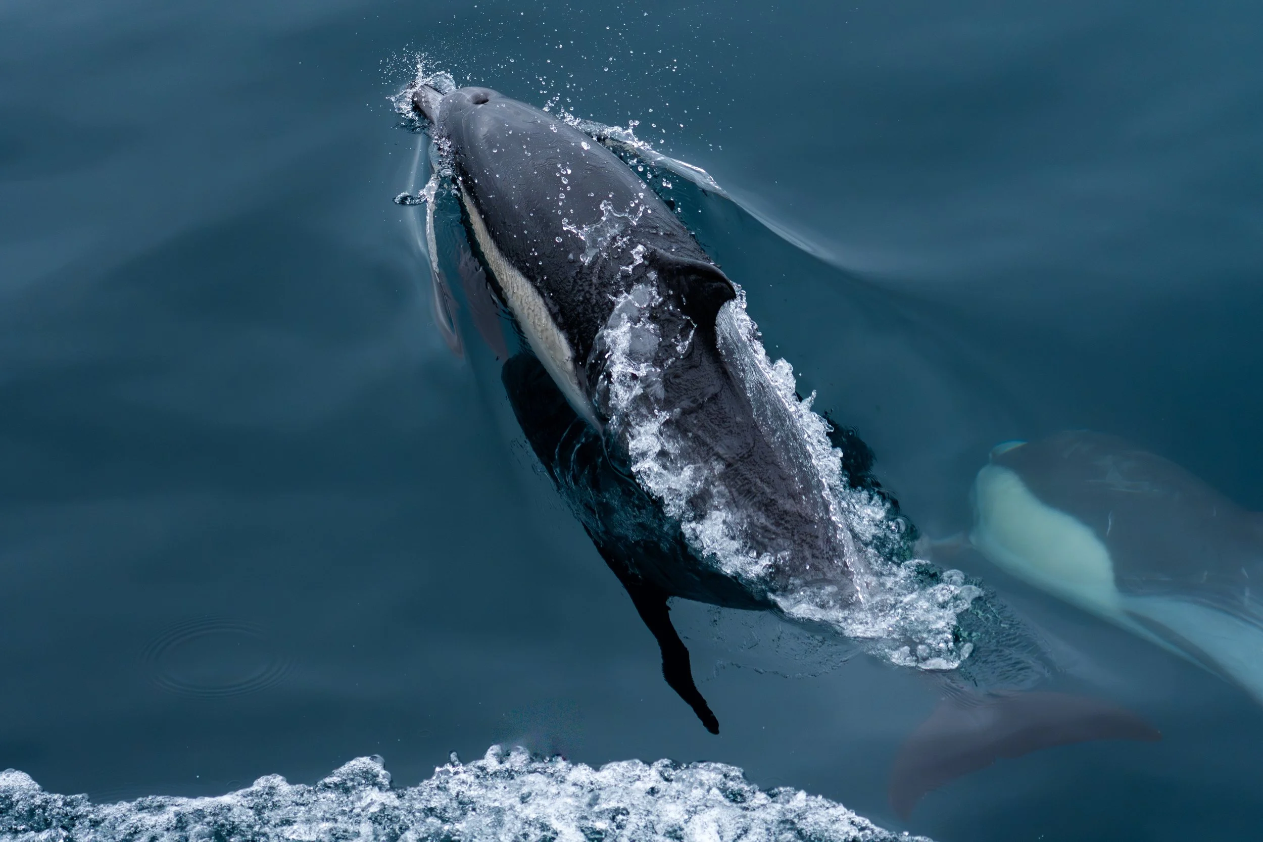 Common Dolphin Pair Underwater with Blowhole.jpeg